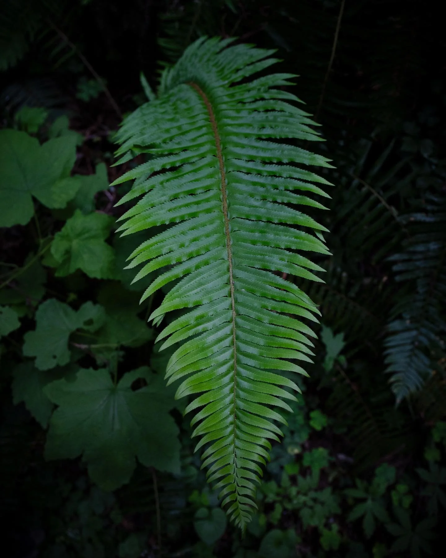 It only took 10 miles of hiking to find the perfect fern for this composition 😅🌿
&bull;
&bull;
#HikingCulture #OurCampLife #VisitCalifornia #AmongTheWild #AllAboutAdventures #OutdoorTones #TakeMoreAdventures #ExploreToCreate #AdventureInspired #Sta