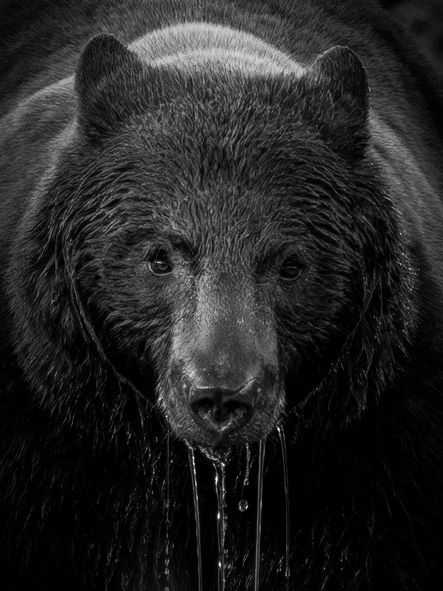 The hunt. I spent an hour quietly watching this black bear hunt for kokanee salmon this past fall.

At one point when he had come up for air, I managed to capture this shot as he peered directly down the barrel of my lens. A moment that only lasted a