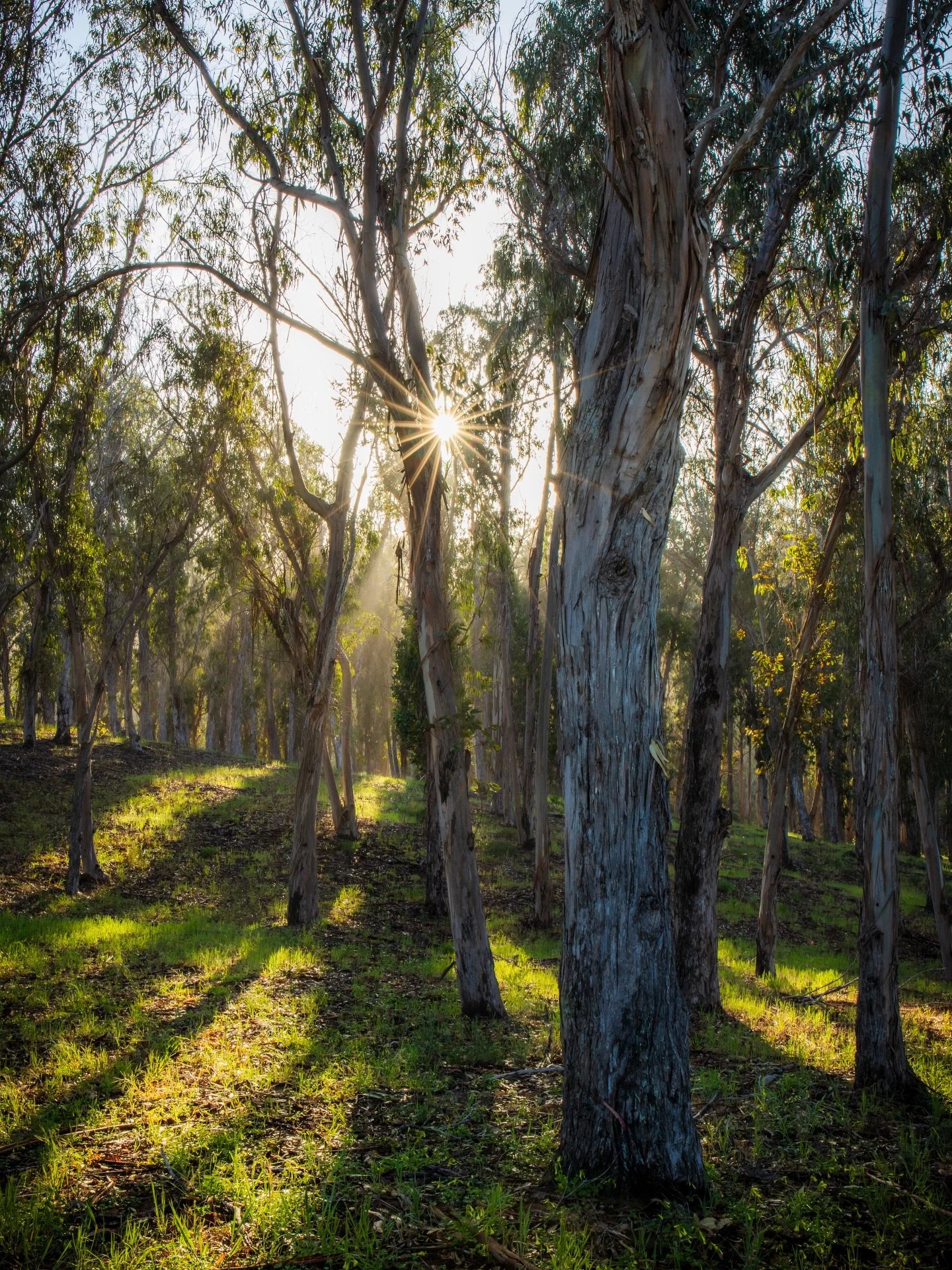 Since this winter has pretty much been a bust, I&rsquo;m looking forward to spring. I captured this while hiking along the coast before a flock of wild turkeys chased me down. Maybe they had the same composition in mind.

Prints of this photo are ava