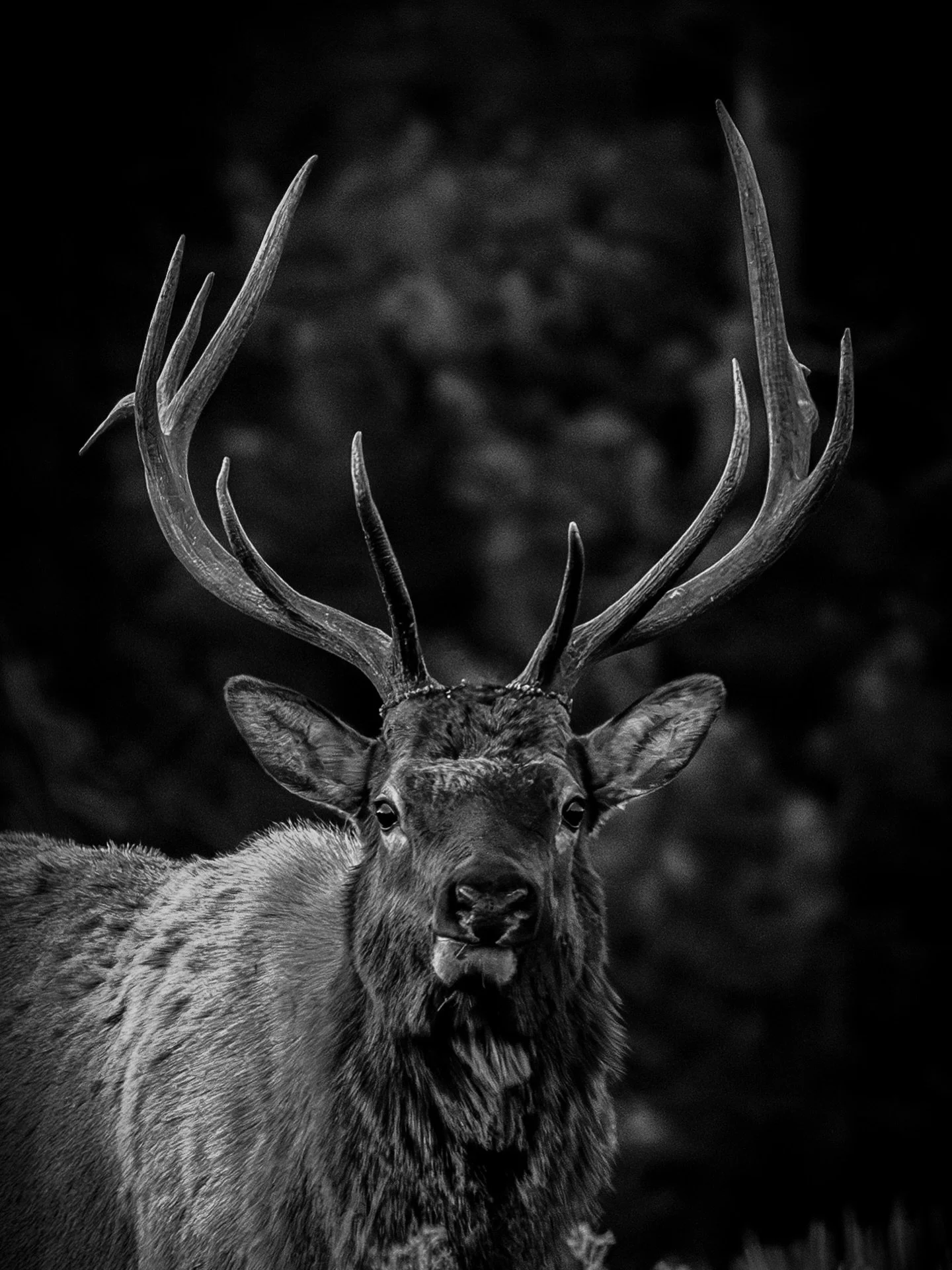 Some of the most peaceful moments I have out taking photos are when I&rsquo;m surrounded by wildlife. A herd of elk were grazing in the meadow just after sunset and I was able to capture this image in complete solitude.

Prints of this photo are avai