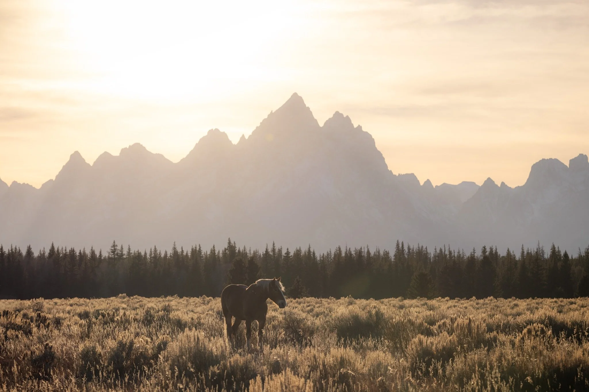 Golden hour in the Tetons.

Prints of this photo are available on my website.

#GrandTeton #Wyoming #NationalPark #GoldenHour
