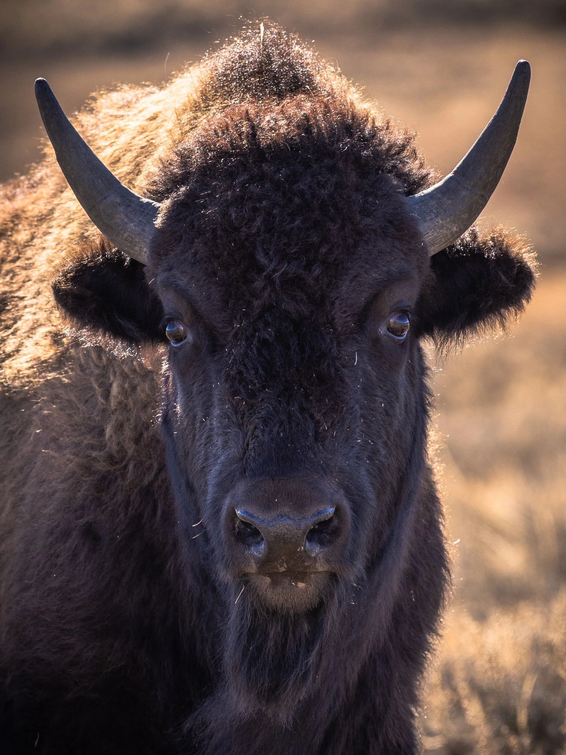 Hanging out with the locals in Yellowstone.

Prints of these photos are available on my website. 

#YellowstoneNationalPark #Yellowstone #Bison #Wildlife