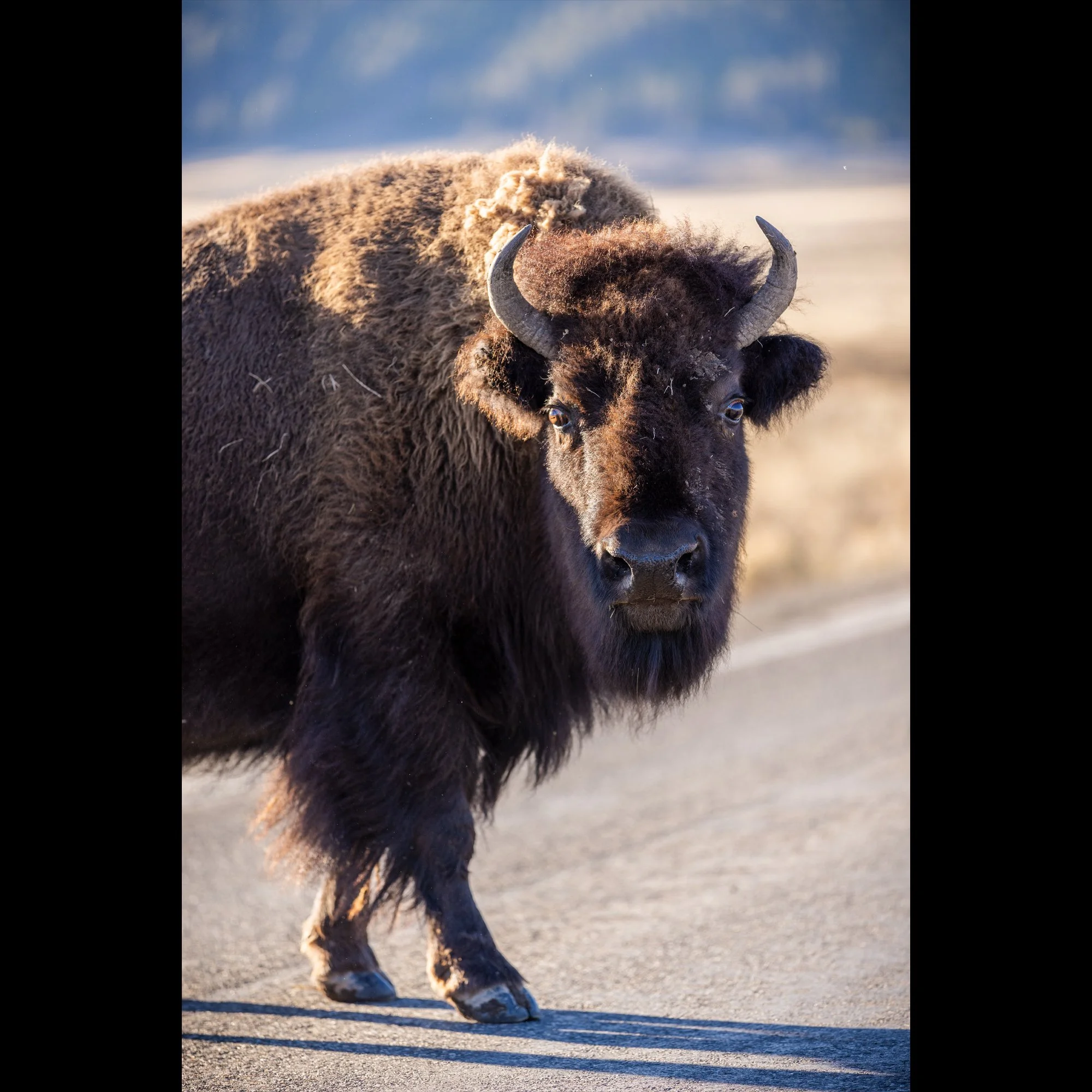 yellowstone-local-v3.jpg