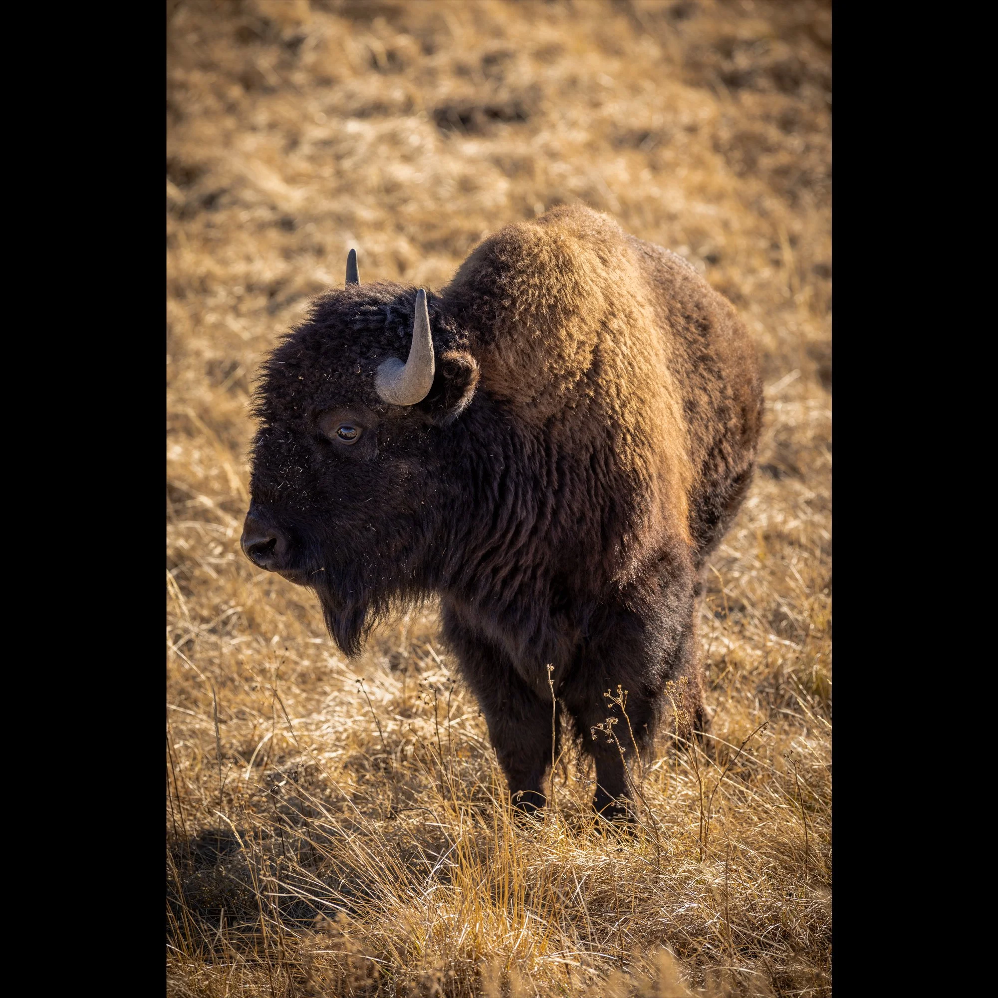 yellowstone-local-v4.jpg
