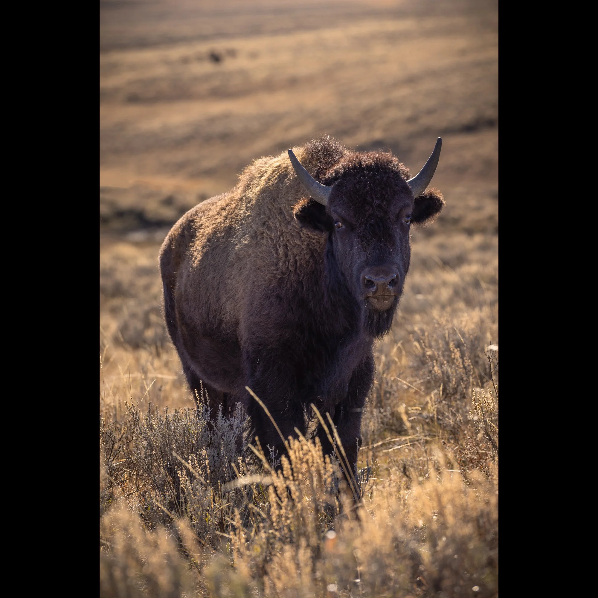yellowstone-local-v2.jpg