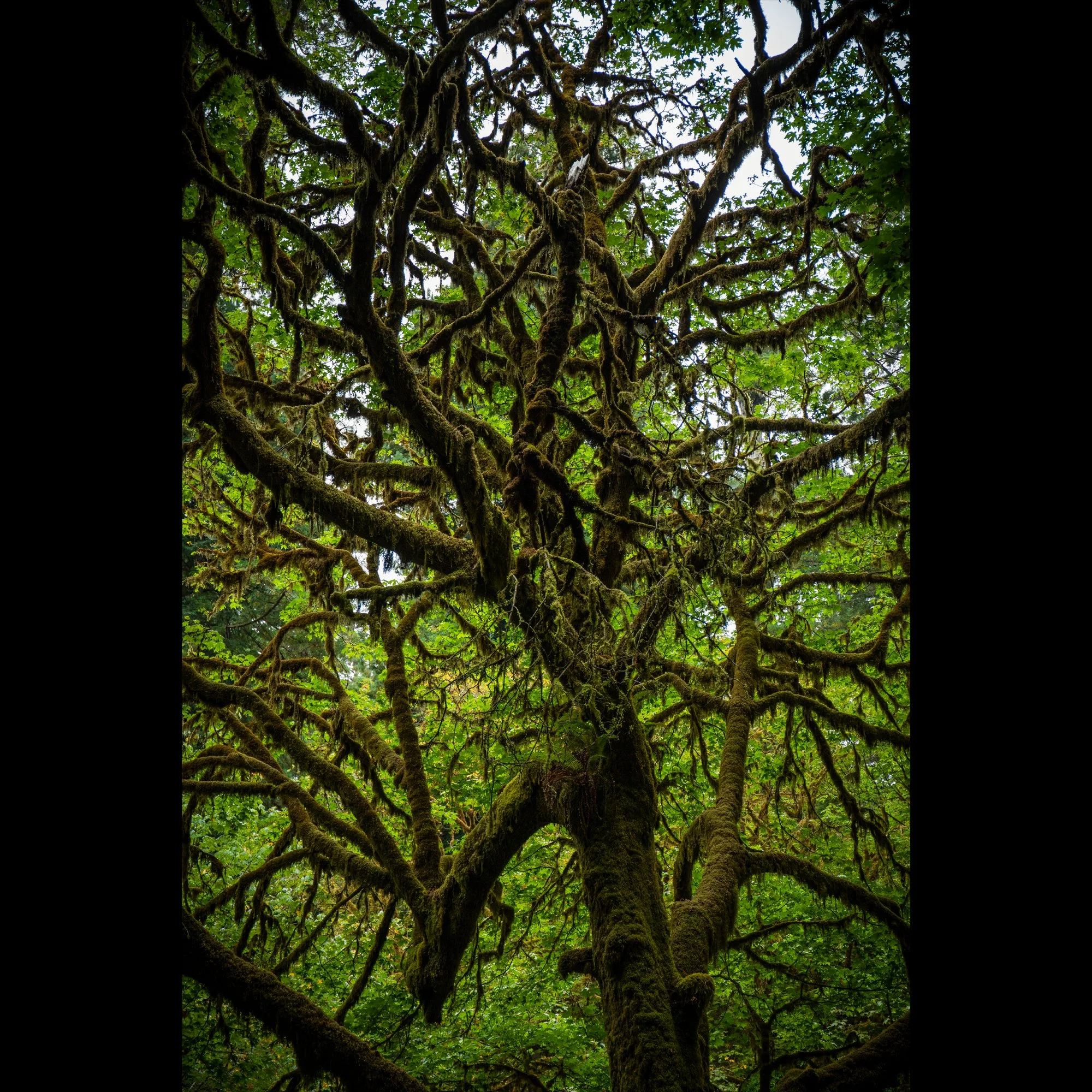 entangled-v2.jpg
