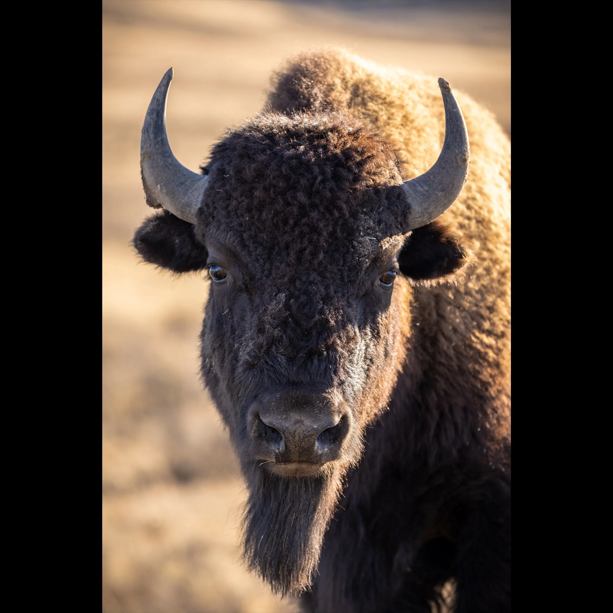 yellowstone-local-v5.jpg