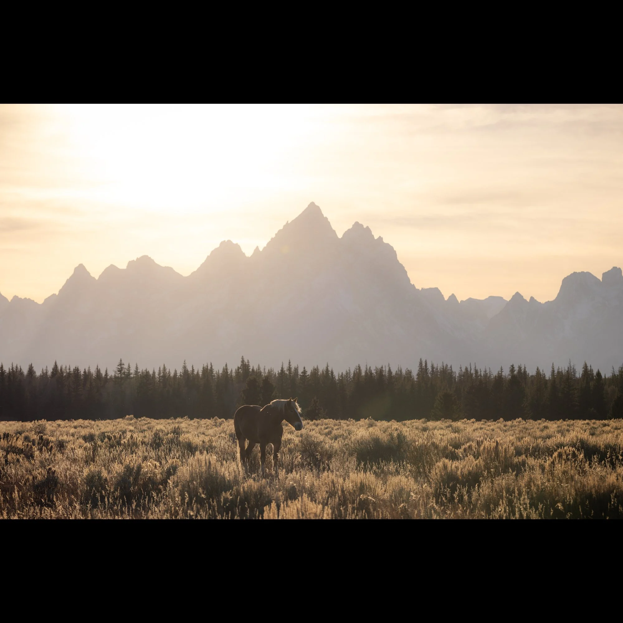 golden-teton.jpg