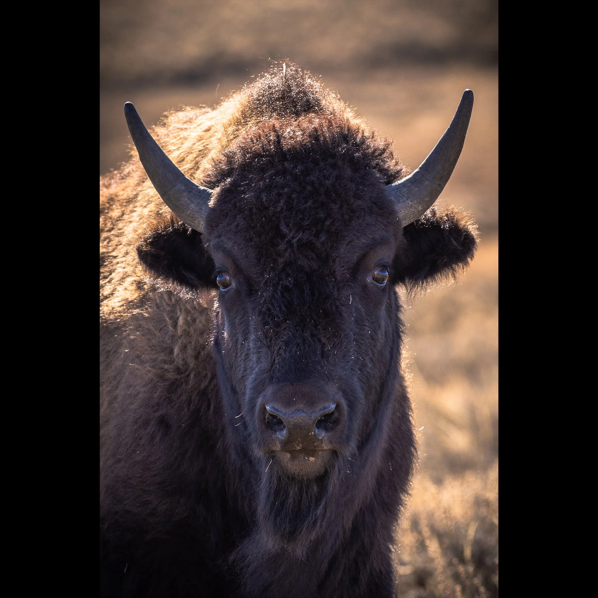 yellowstone-local.jpg