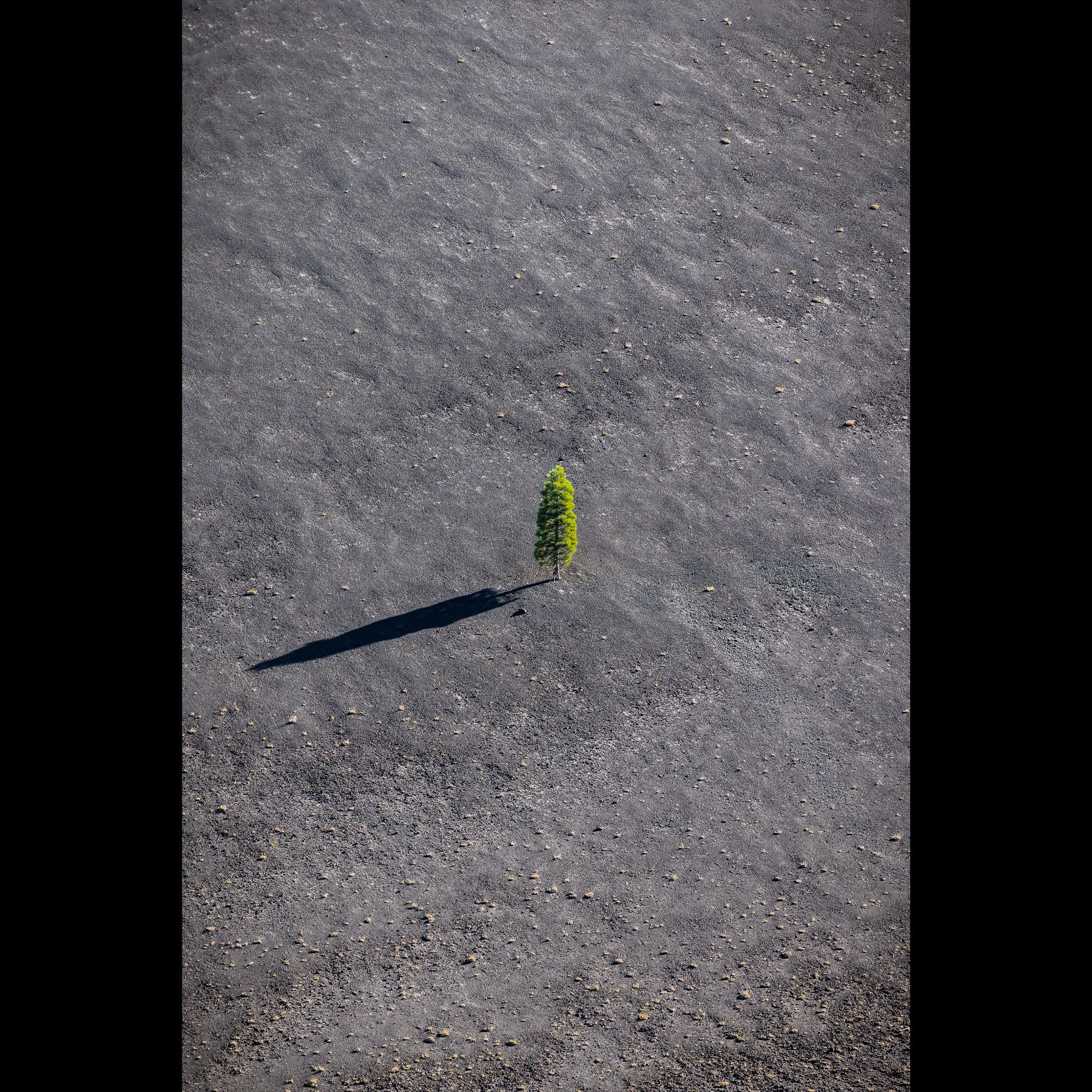 The Lone Pine Tree
