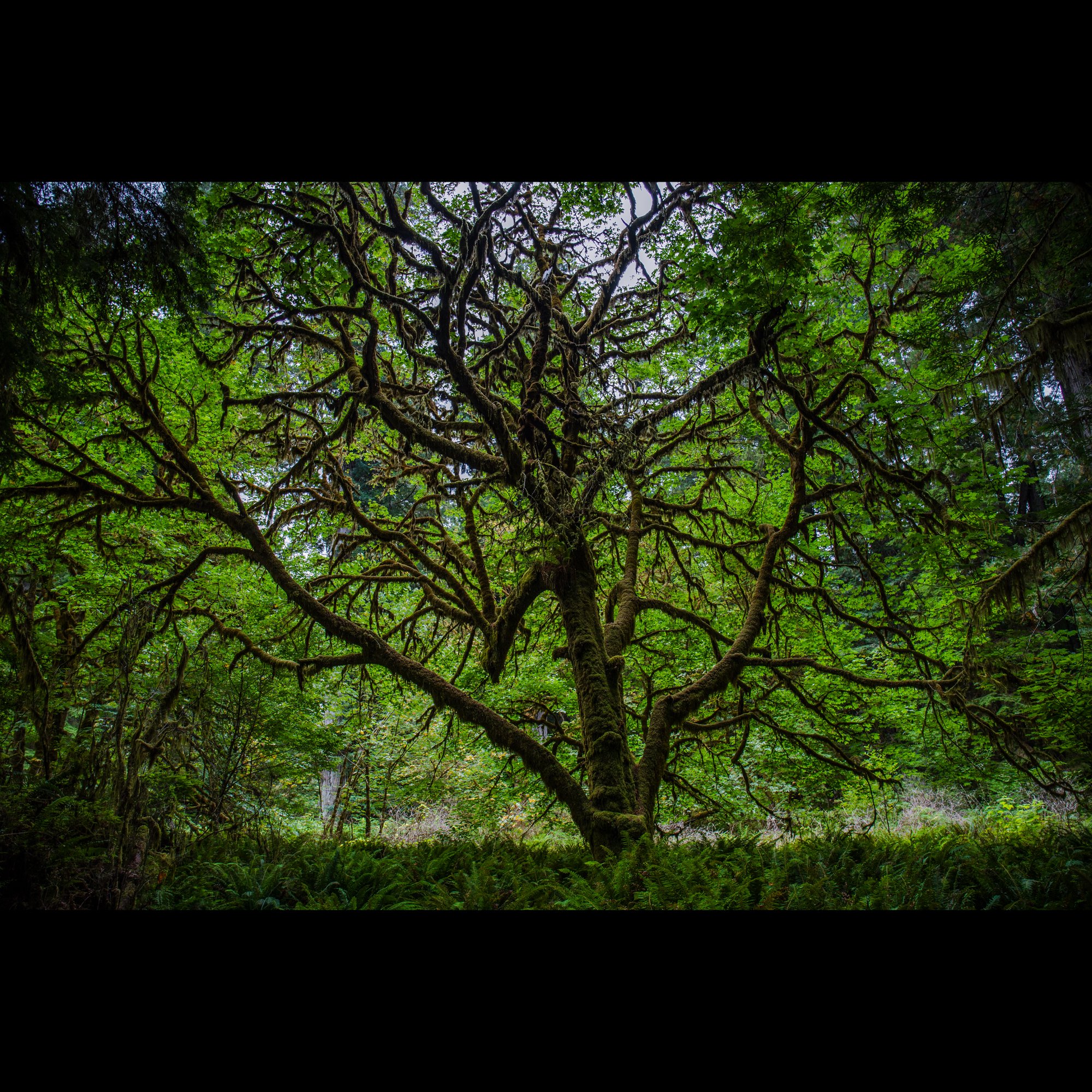 entangled-v3.jpg