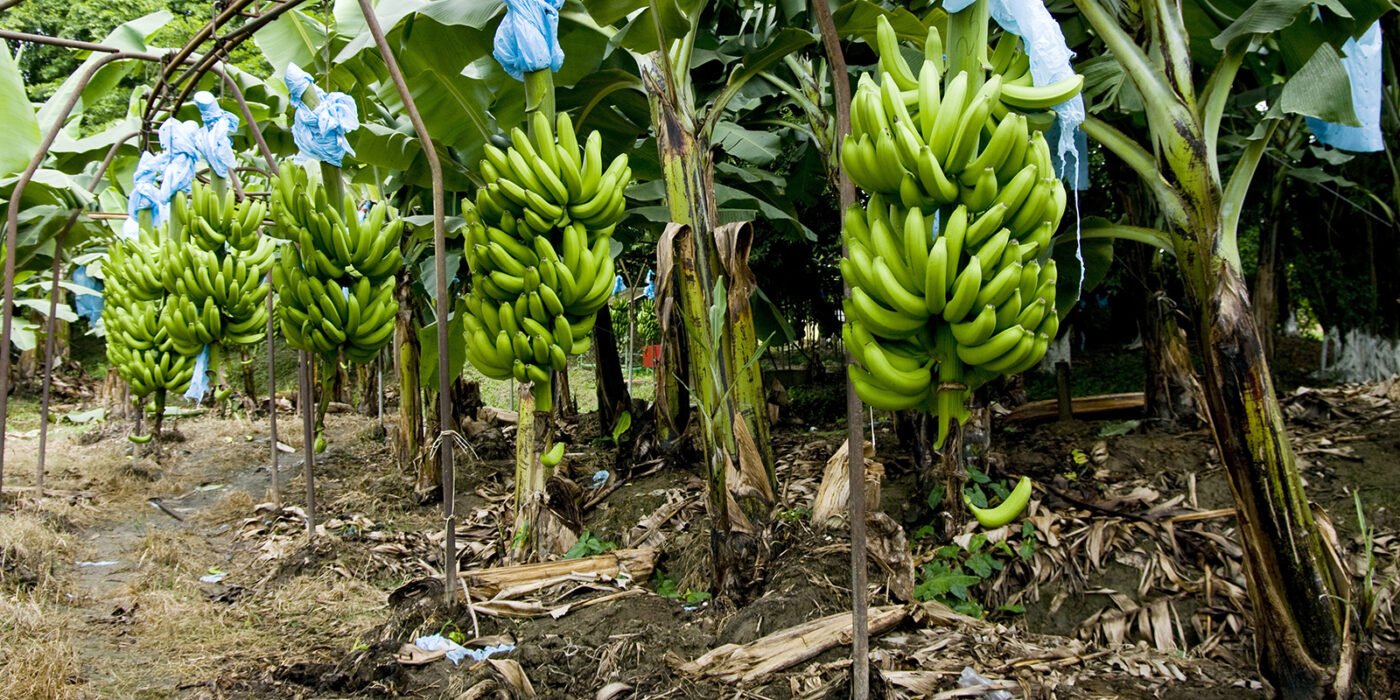 Banana.jpg