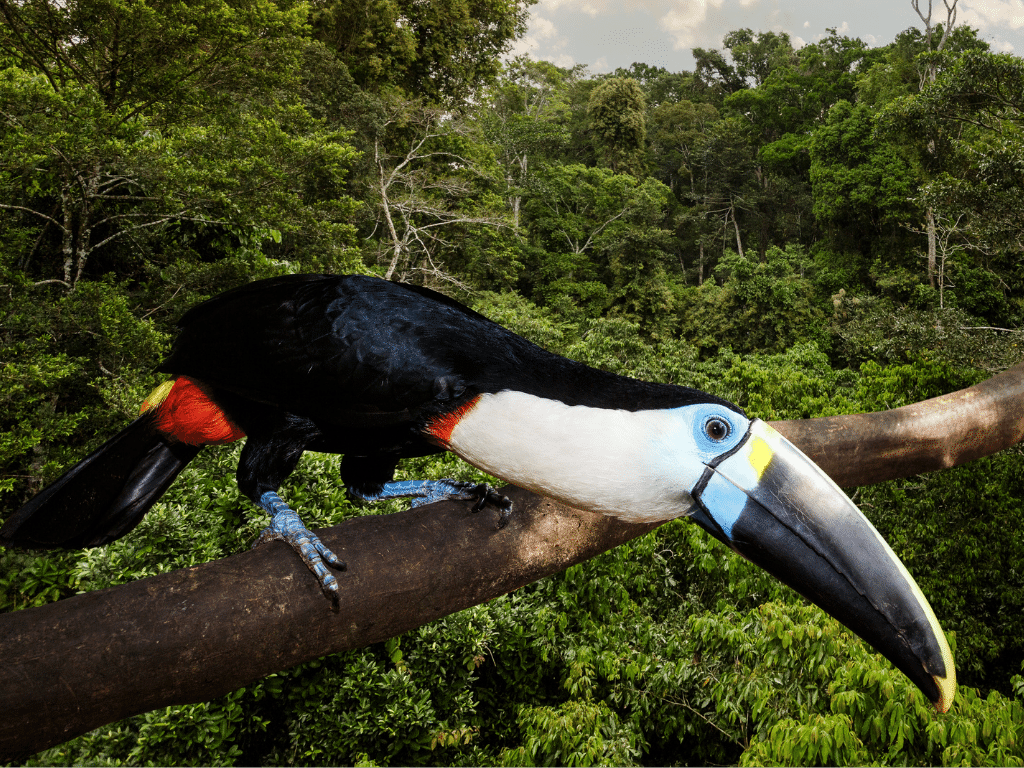 Tucan watching over the lands of planet-a-mor in the Amazon forest