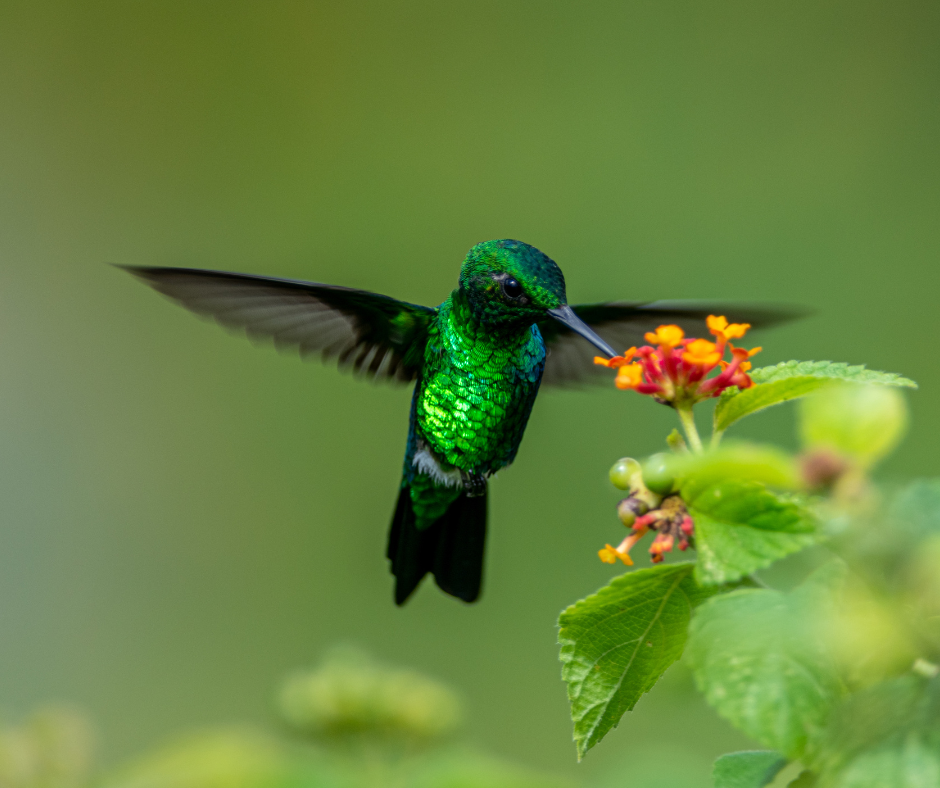 Colibri on the lands of planet-a-mor in Tournavista Peru