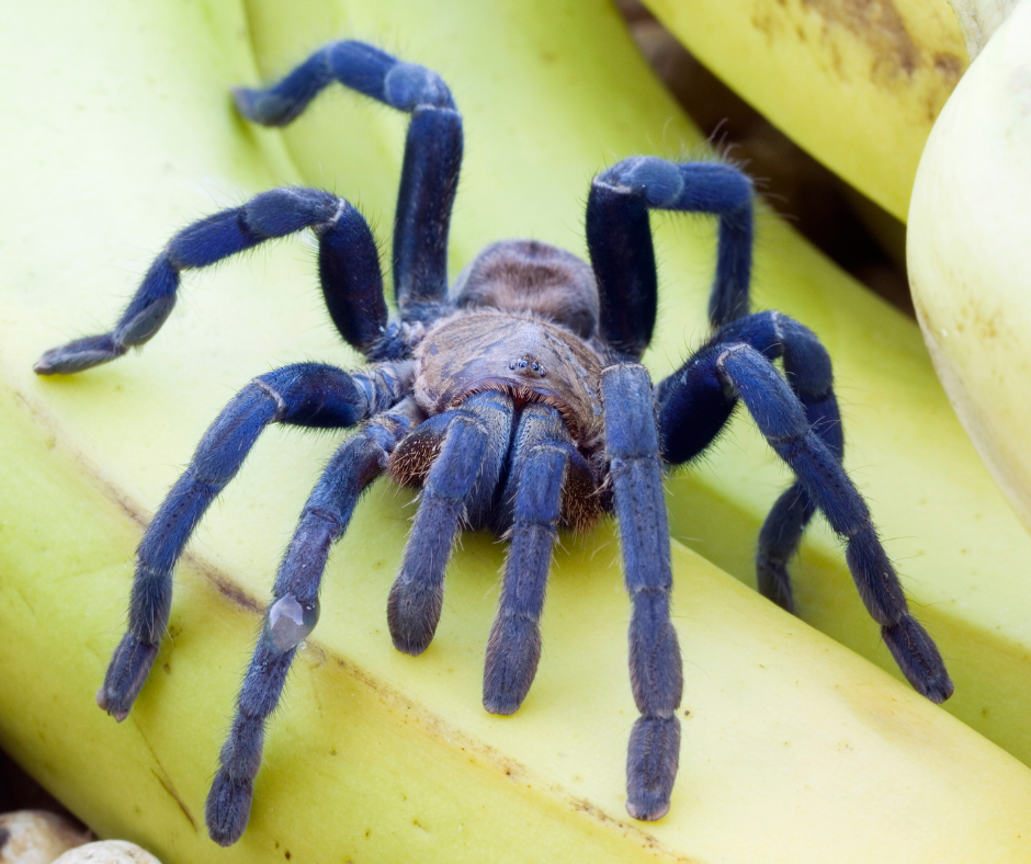 🎄 Afsnit 12 — Gæsterne, hytterne og den store (ufarlige) fugleedderkop