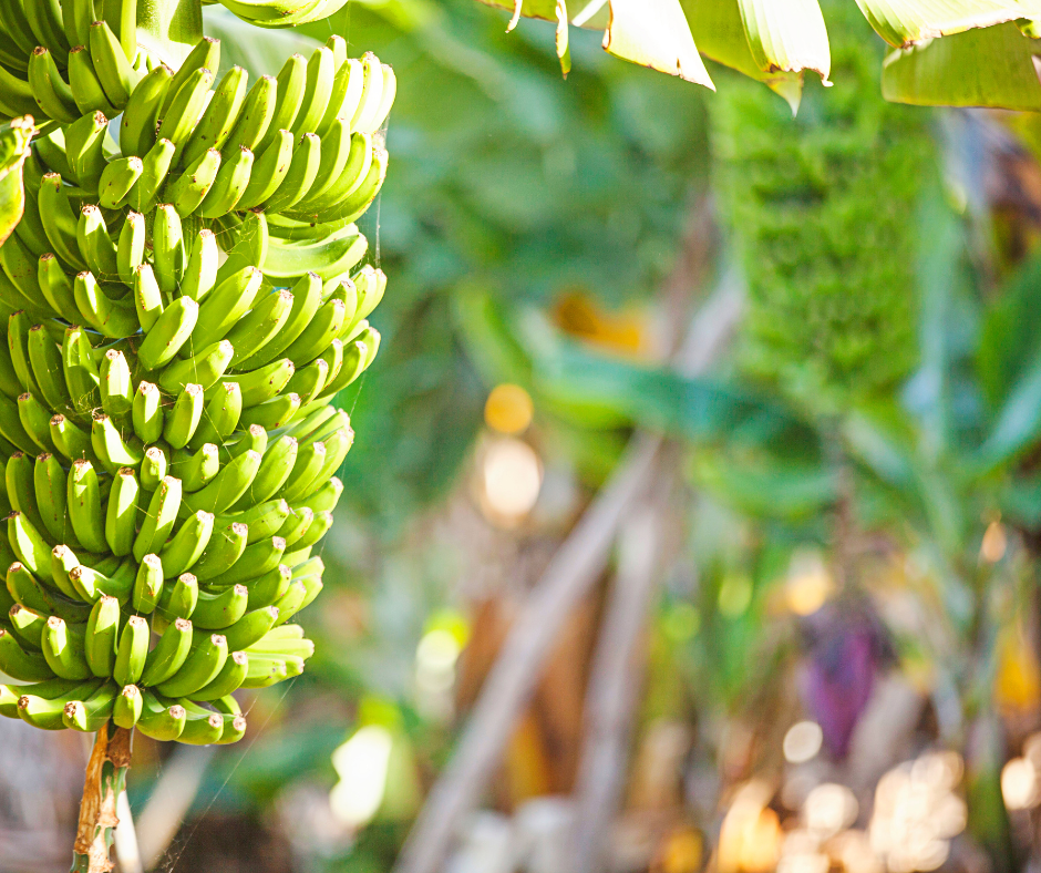 🎄 Afsnit 14 - Træbesigtigelse og bananmelseventyr 