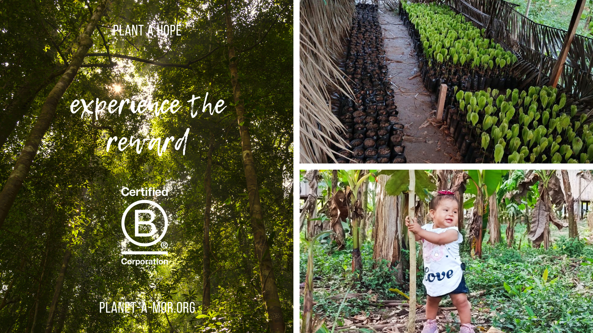 Do you want to build a forest..