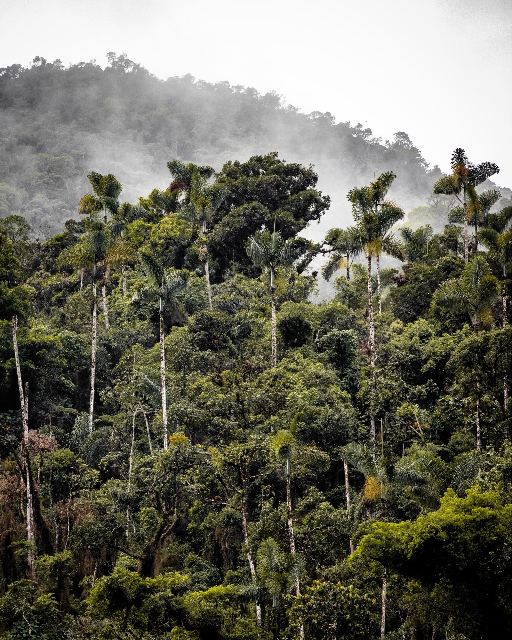 Lush green rainforest with tall trees and mist in the background.