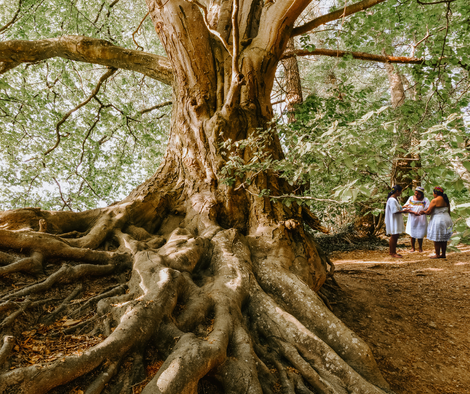 Do you want to build a forest.. — Planet-A-mor