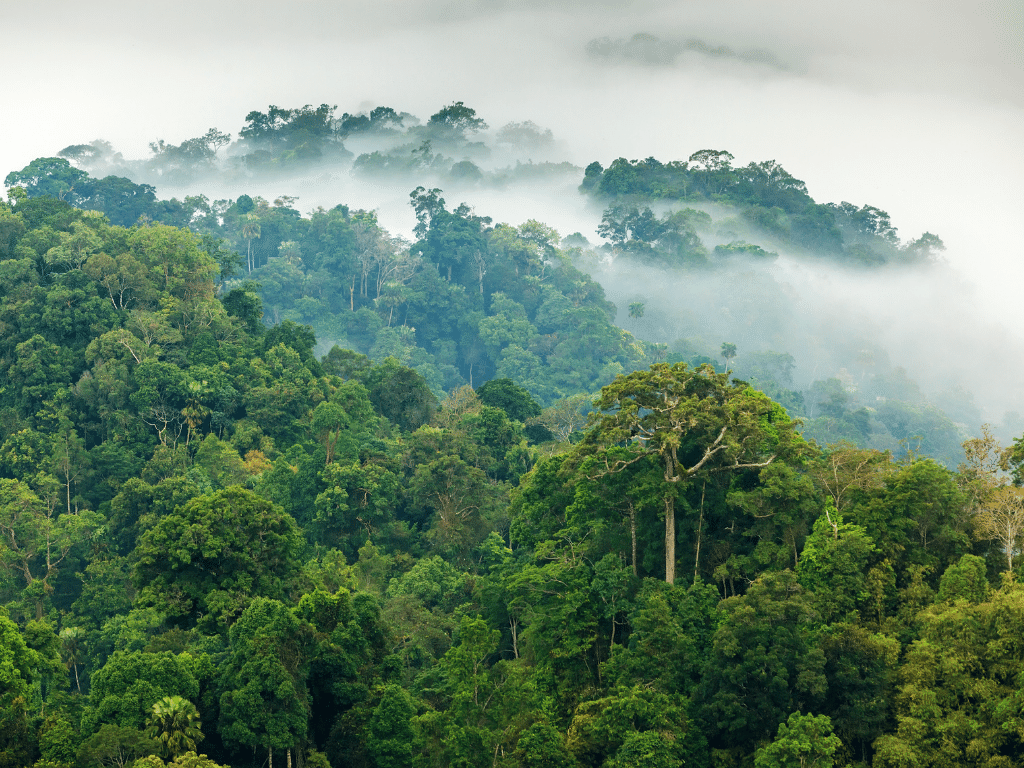 When planting trees validation & transparency is everything — Planet-A-mor