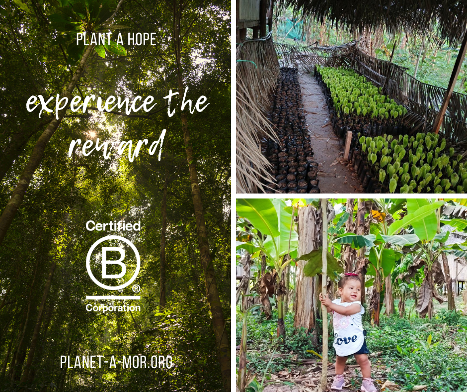 10 capirona trees - value pack