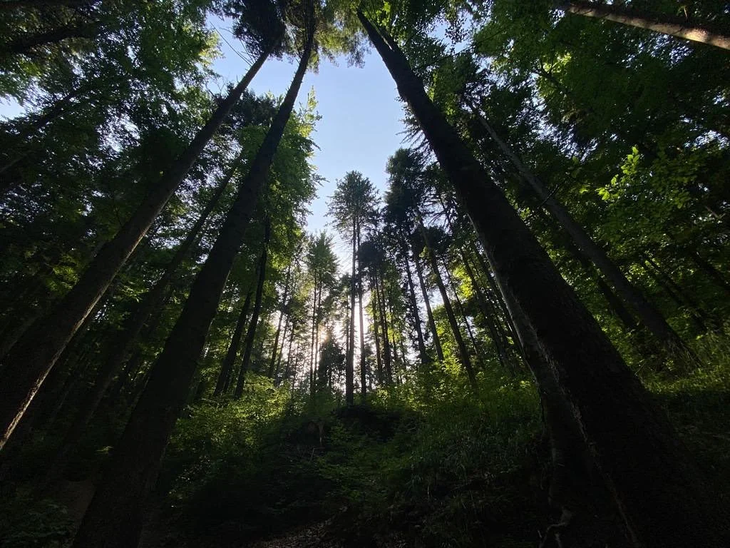 cer care se intrezareste printre copacii verzi dintr-o padure