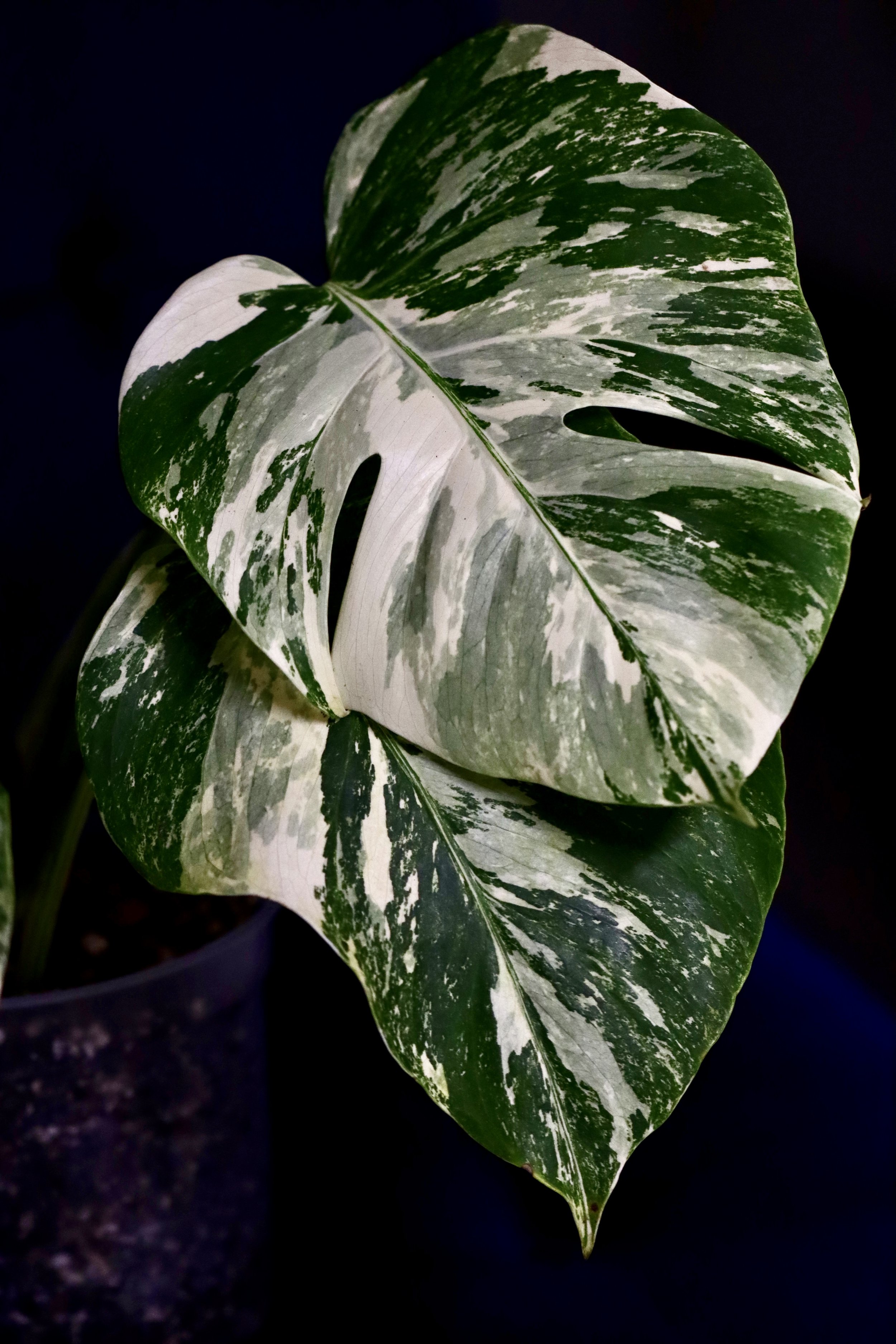 What to expect when my plant arrives?