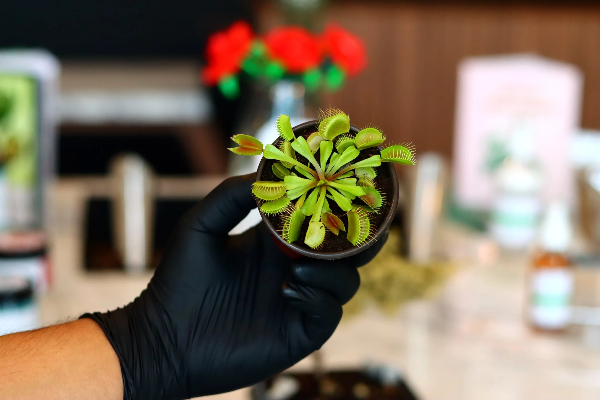 Venus Fly Trap "Grower's Choice" — Folia Plant Store