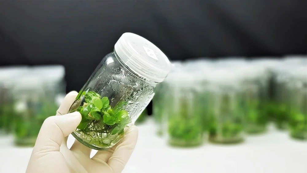 Acclimating Tissue Culture