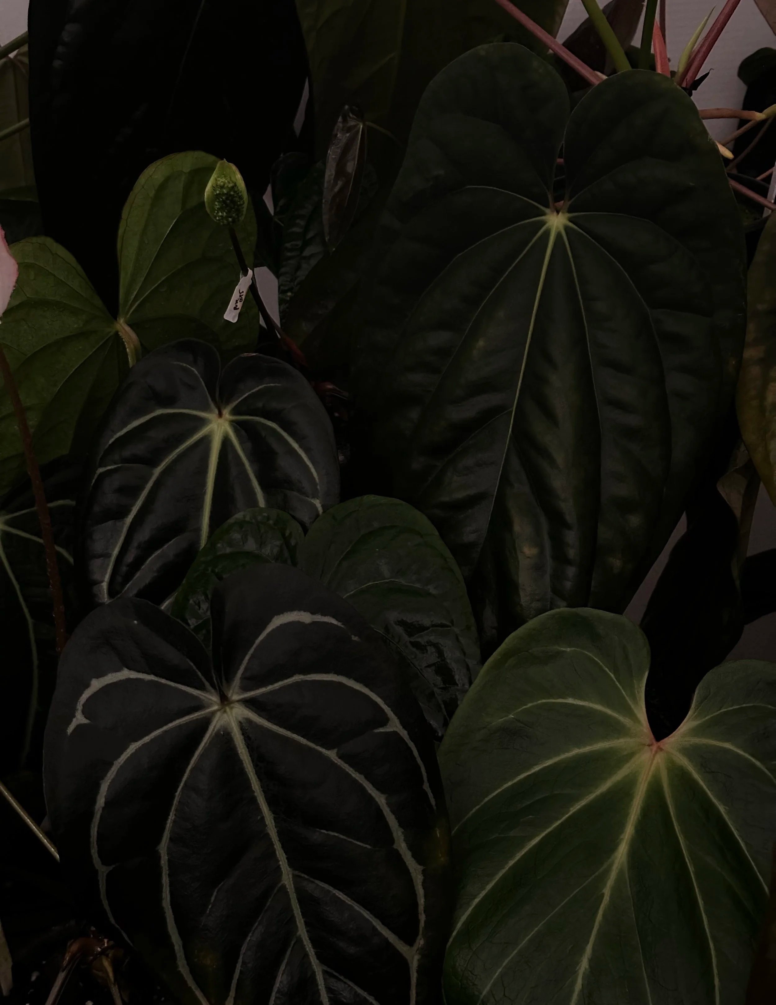 Select BVEP RA1 x OG1 From Scott C. (Top Right)