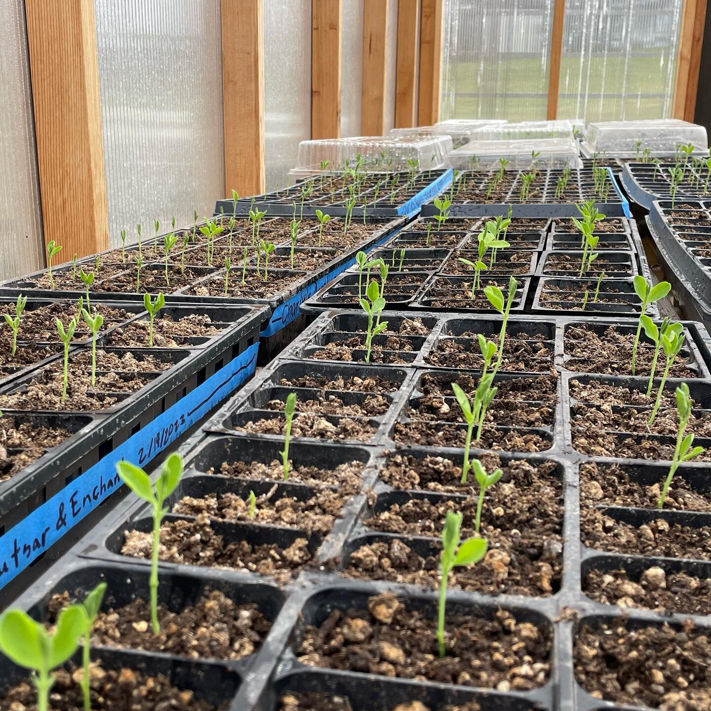 This morning in the greenhouse we were struck again by the magic of nature. We &ldquo;know&rdquo; how they sprout but we are still delighted that those tiny, still seeds have the potential to grow into vibrant green seedlings.  The promise of it all 