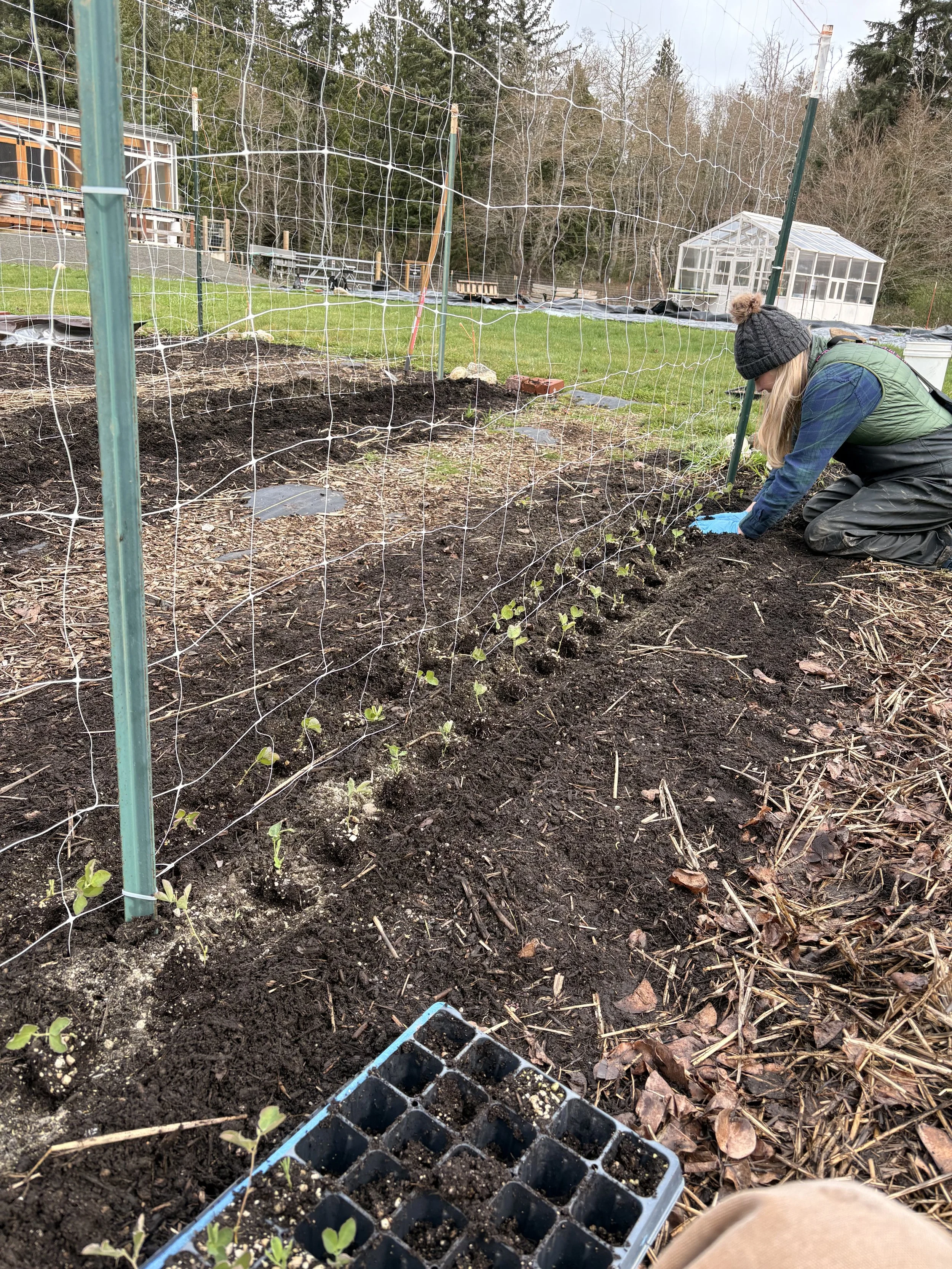 A blonde woman plants seedlings under a trellis with a greenhouse in the background