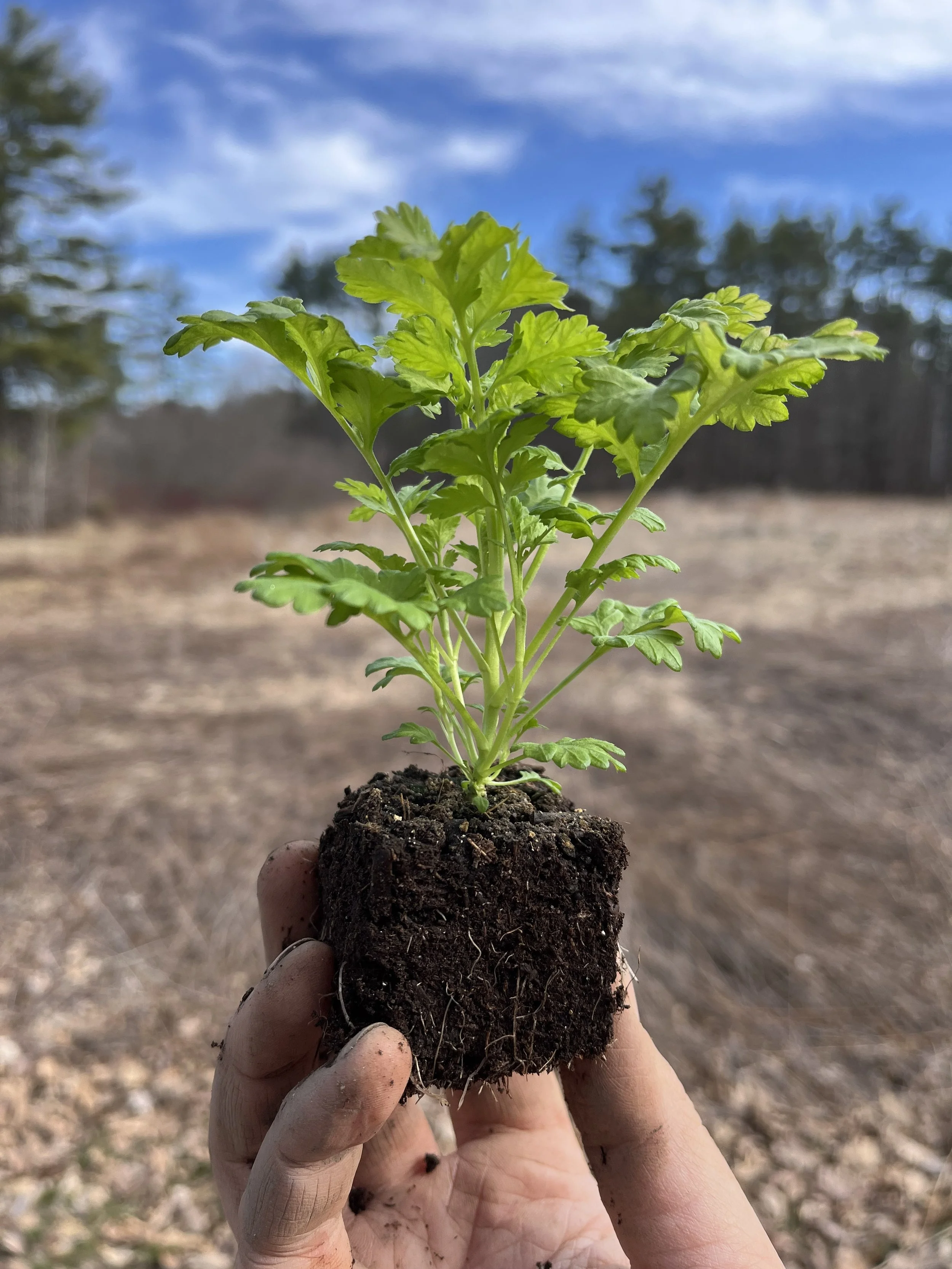 Green seedling in a soil block