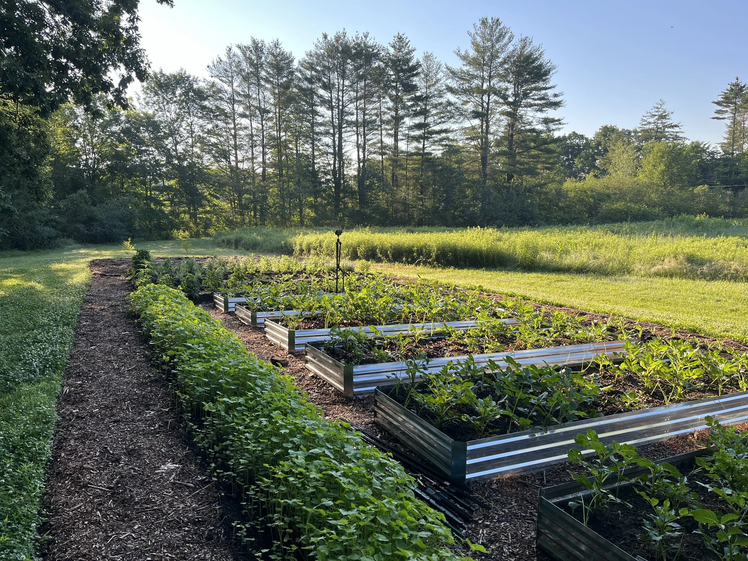 Landscape view of a green farm with pine trees in the background