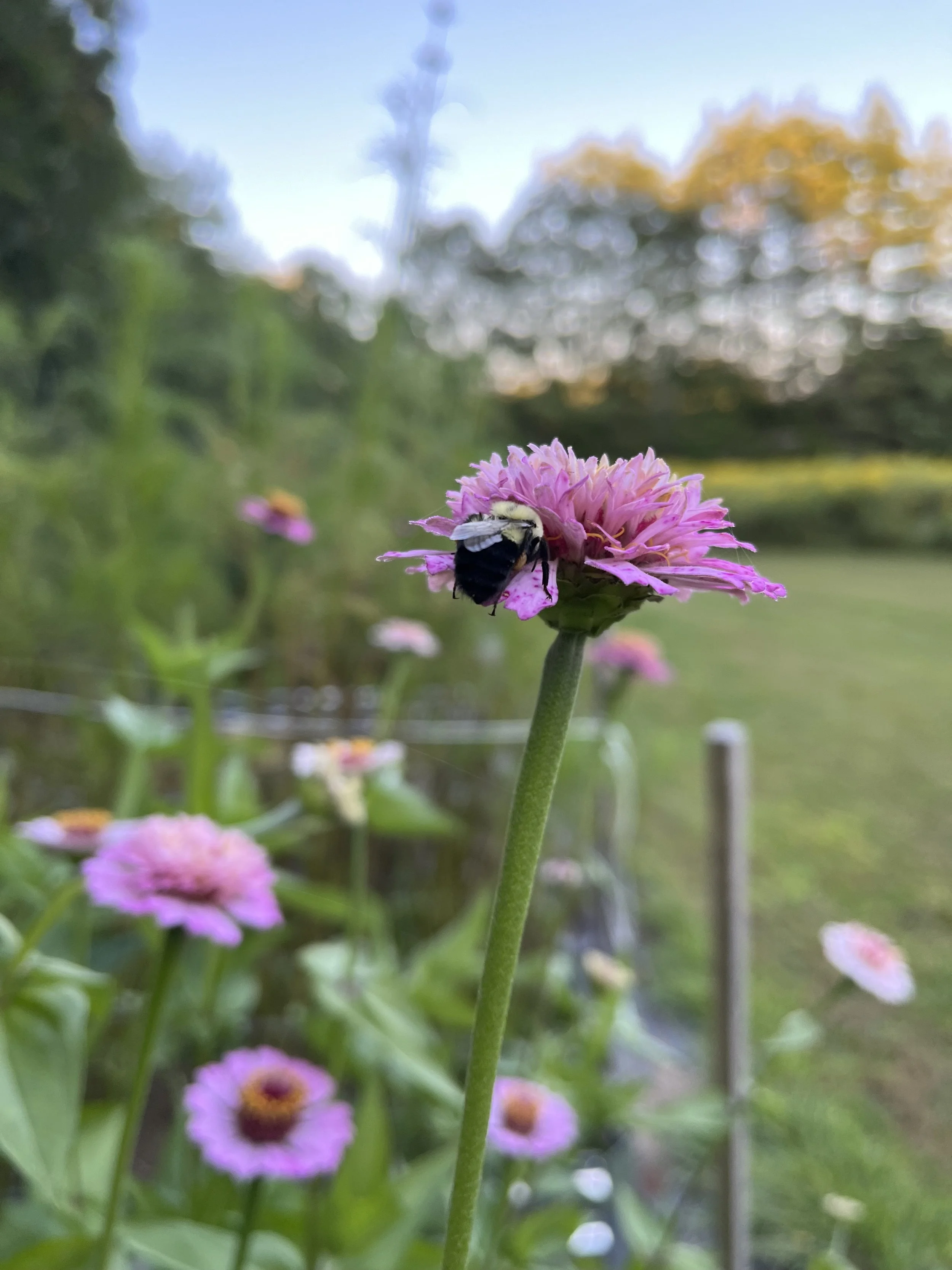 Bee on a flower
