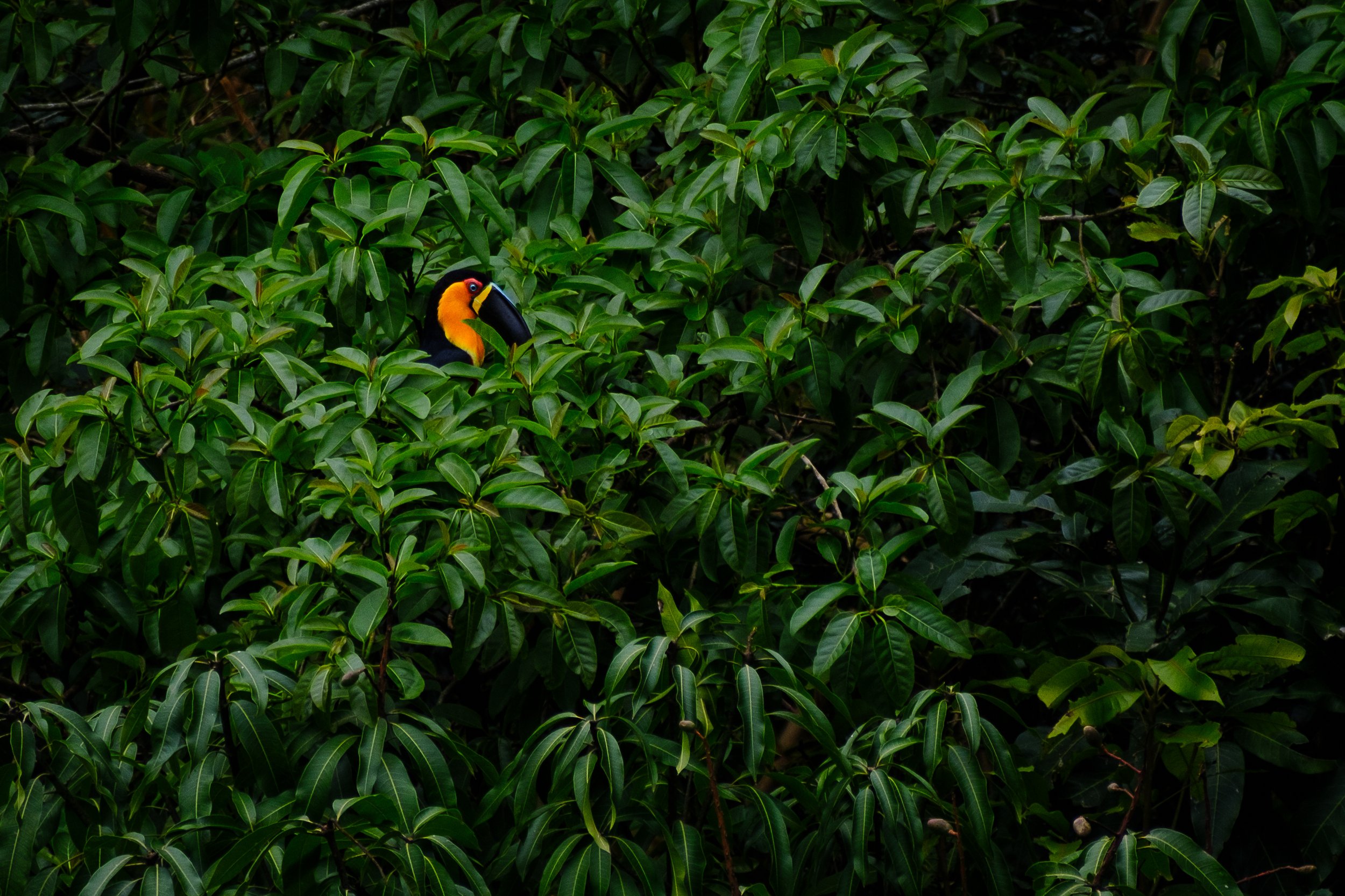 Garden view in Florianopolis, Brazil. Tucan looking for berries