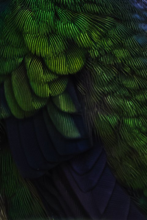 feathers-7.jpg