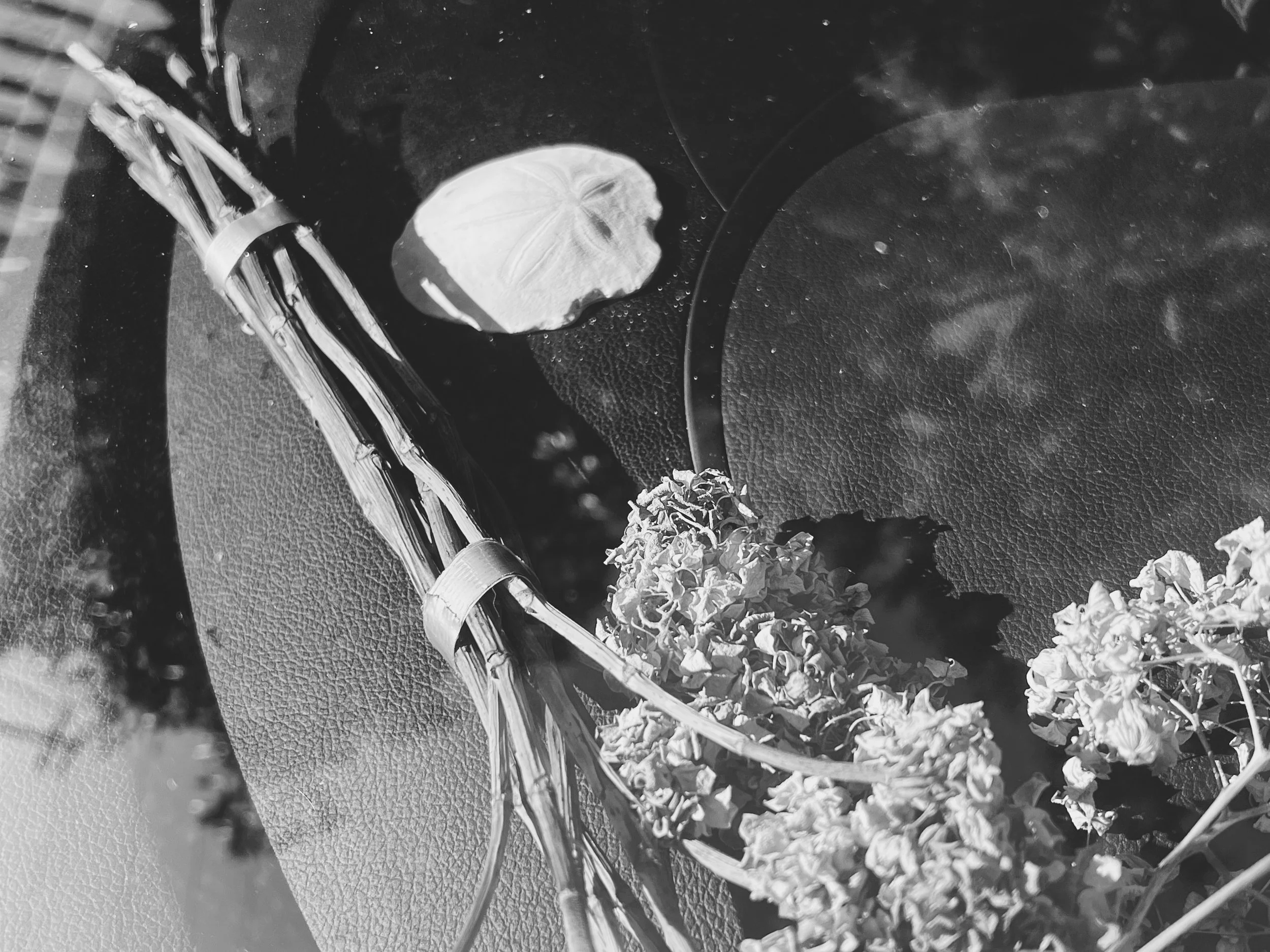 "Sand Dollar Sunday II"