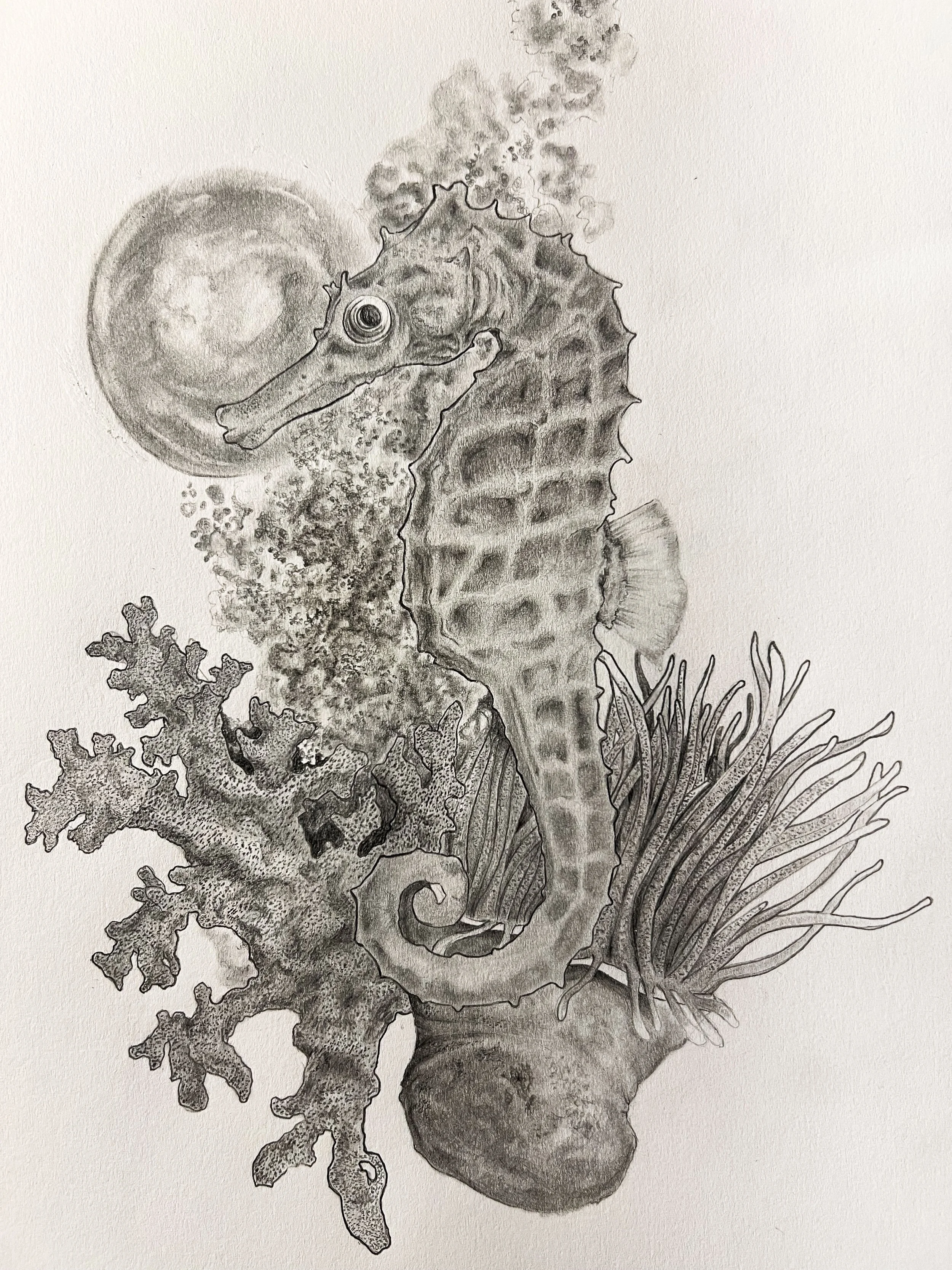 The Seahorse 2026.jpg