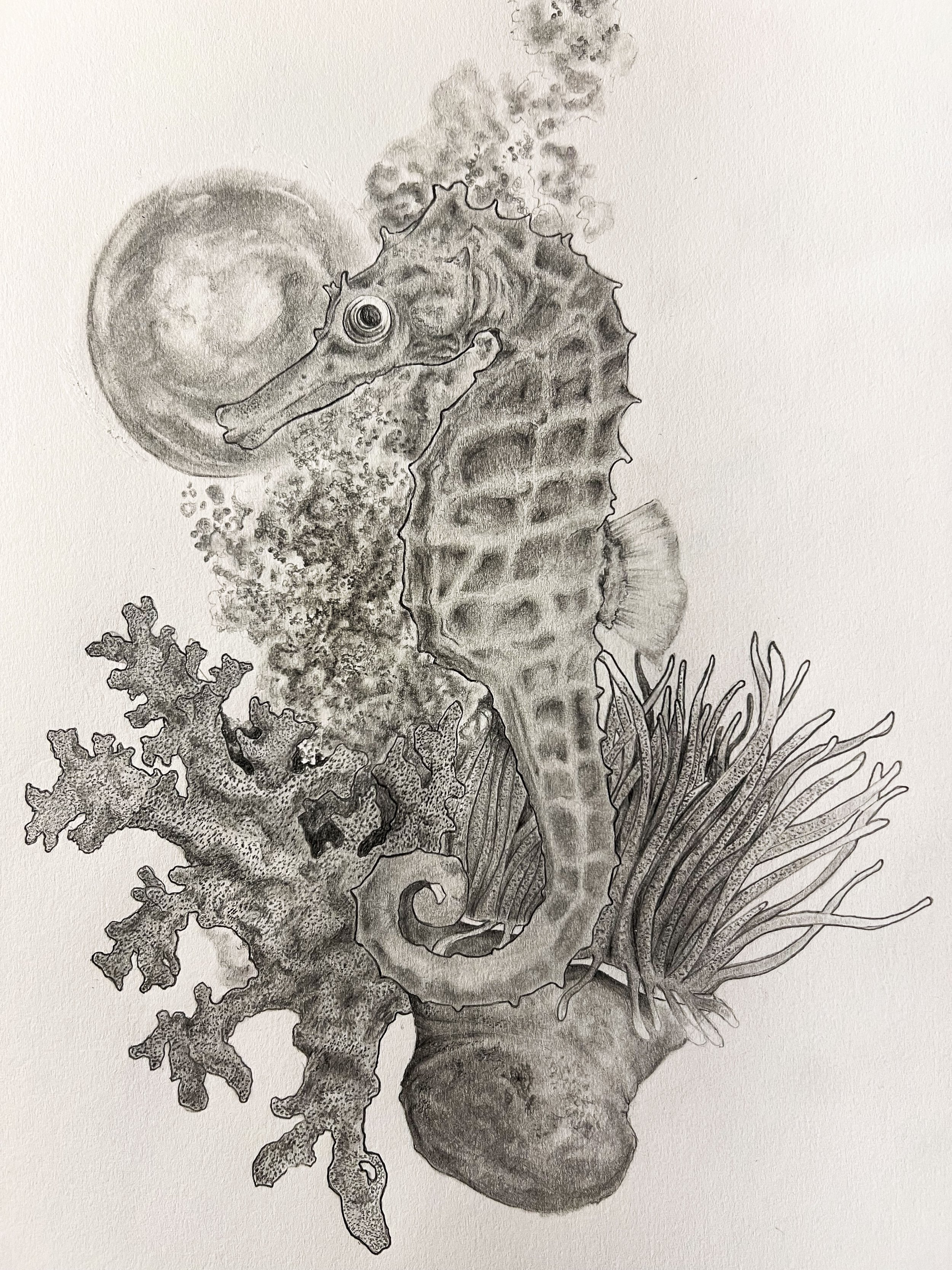 The Seahorse 2026.jpg