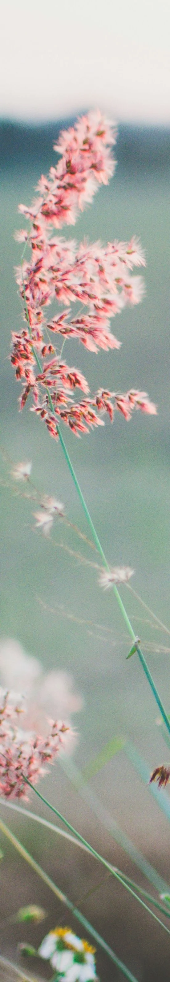 Close-up of pink wildflowers swaying in a breeze, with a blurred background of sky and water.