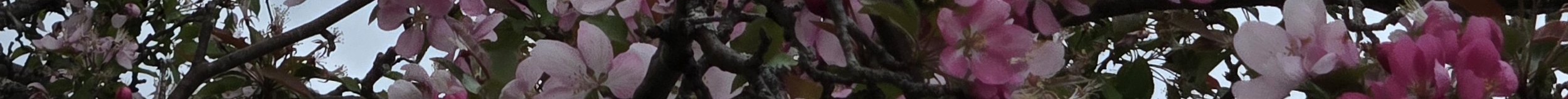 Close-up of pink and white flowers on a tree branch.
