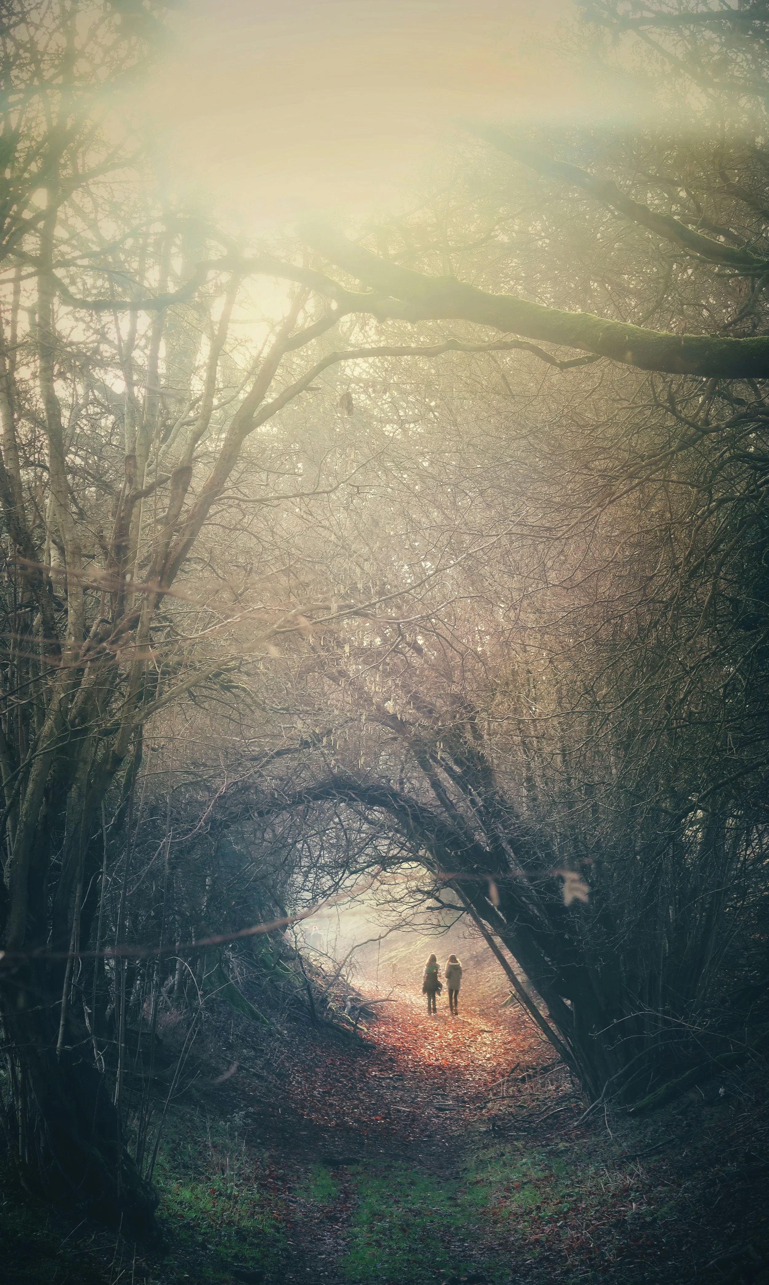 Two people walking through a sunlit forest path in autumn — reflecting the thoughtful, grounded nature of life coaching.