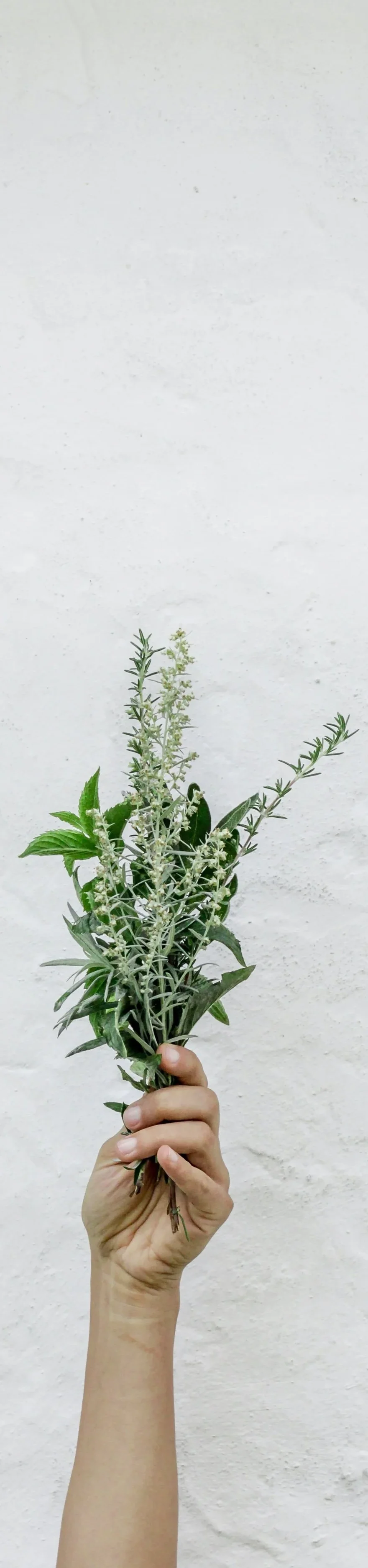 A person's hand holding a small bouquet of various green herbs against a white wall background.