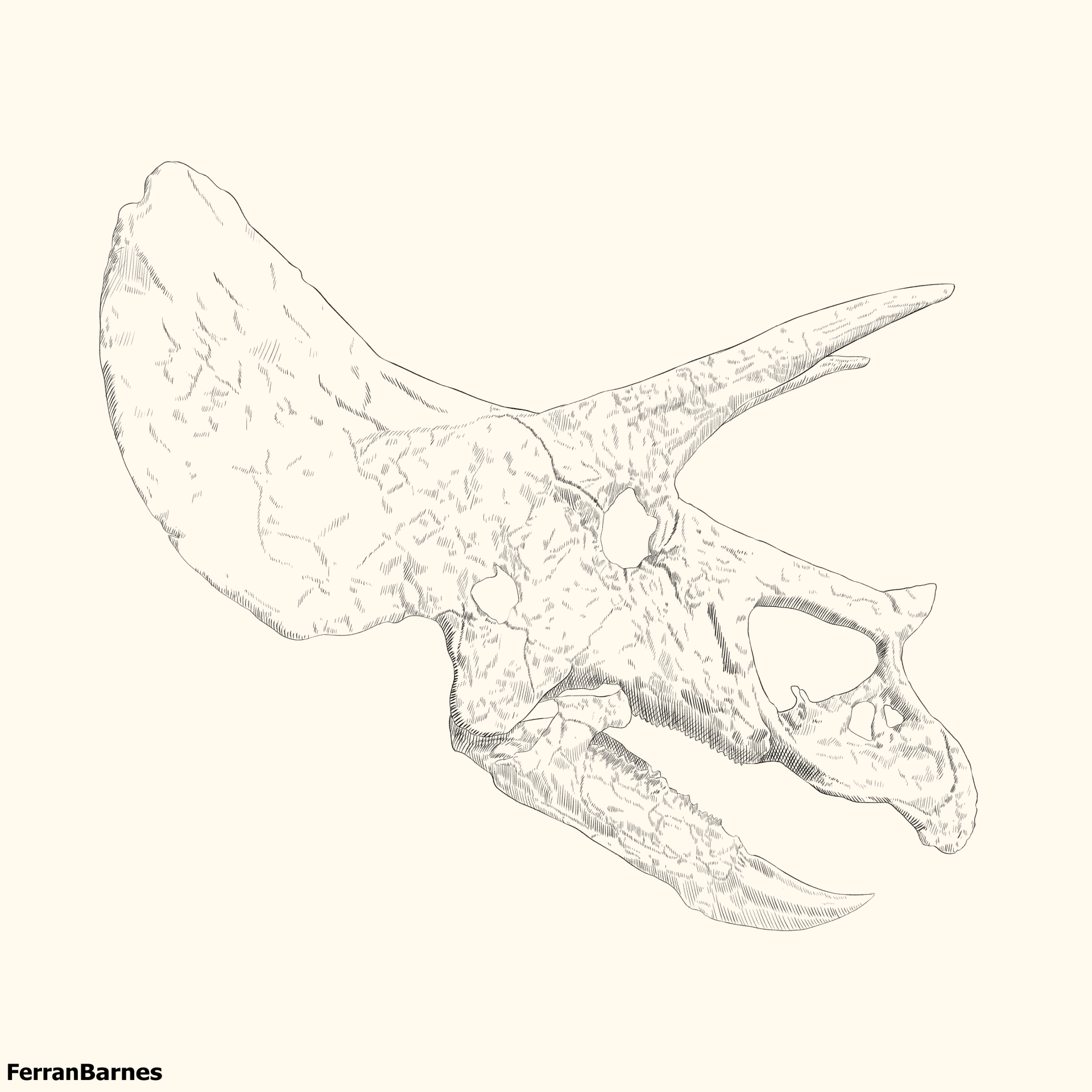 “Ceratopsian skull”