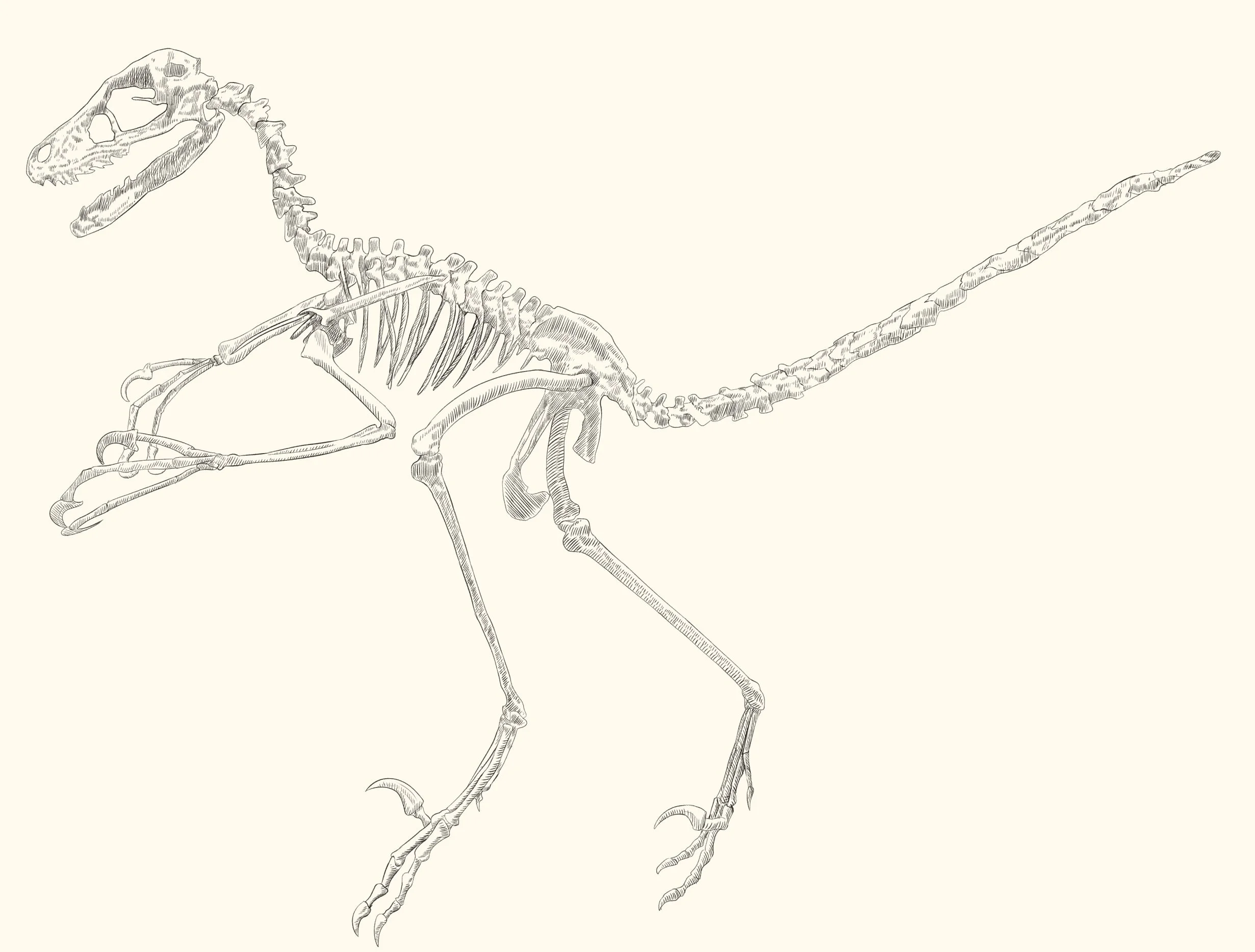 “Small theropod skeleton”