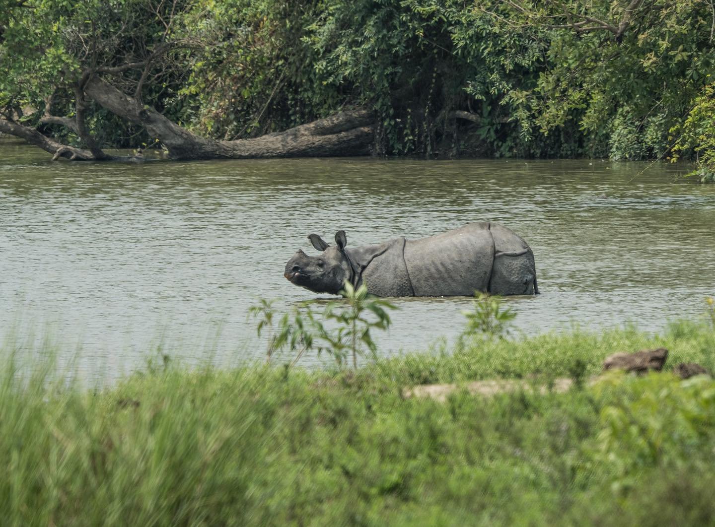 India never disappoints.
Update soon #orientafricatravel #india #wildlife #kaziranga