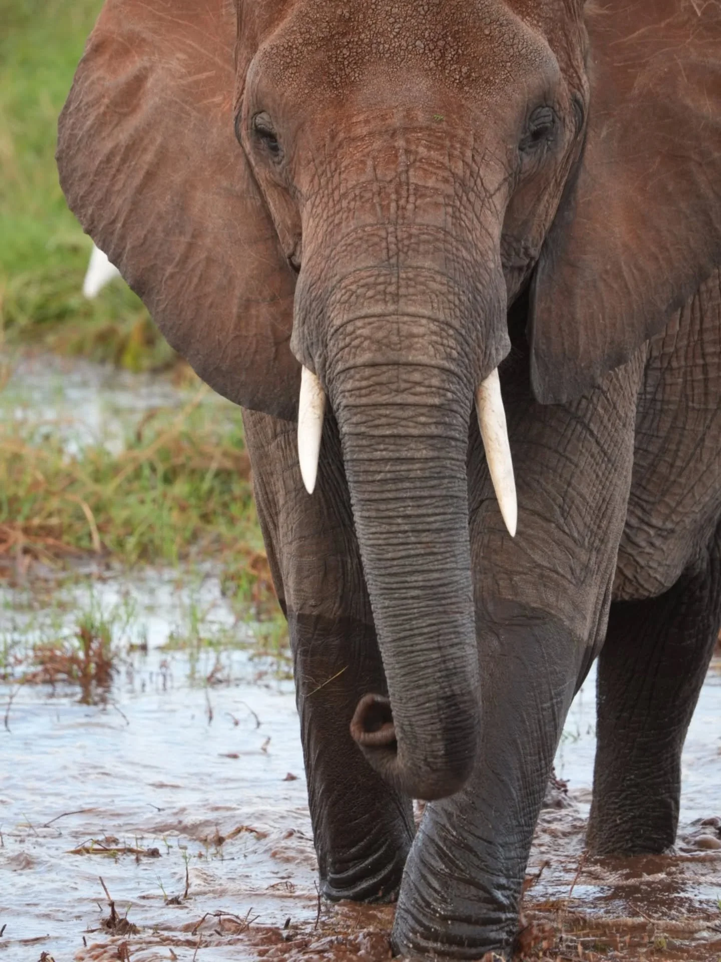 Elephants today.