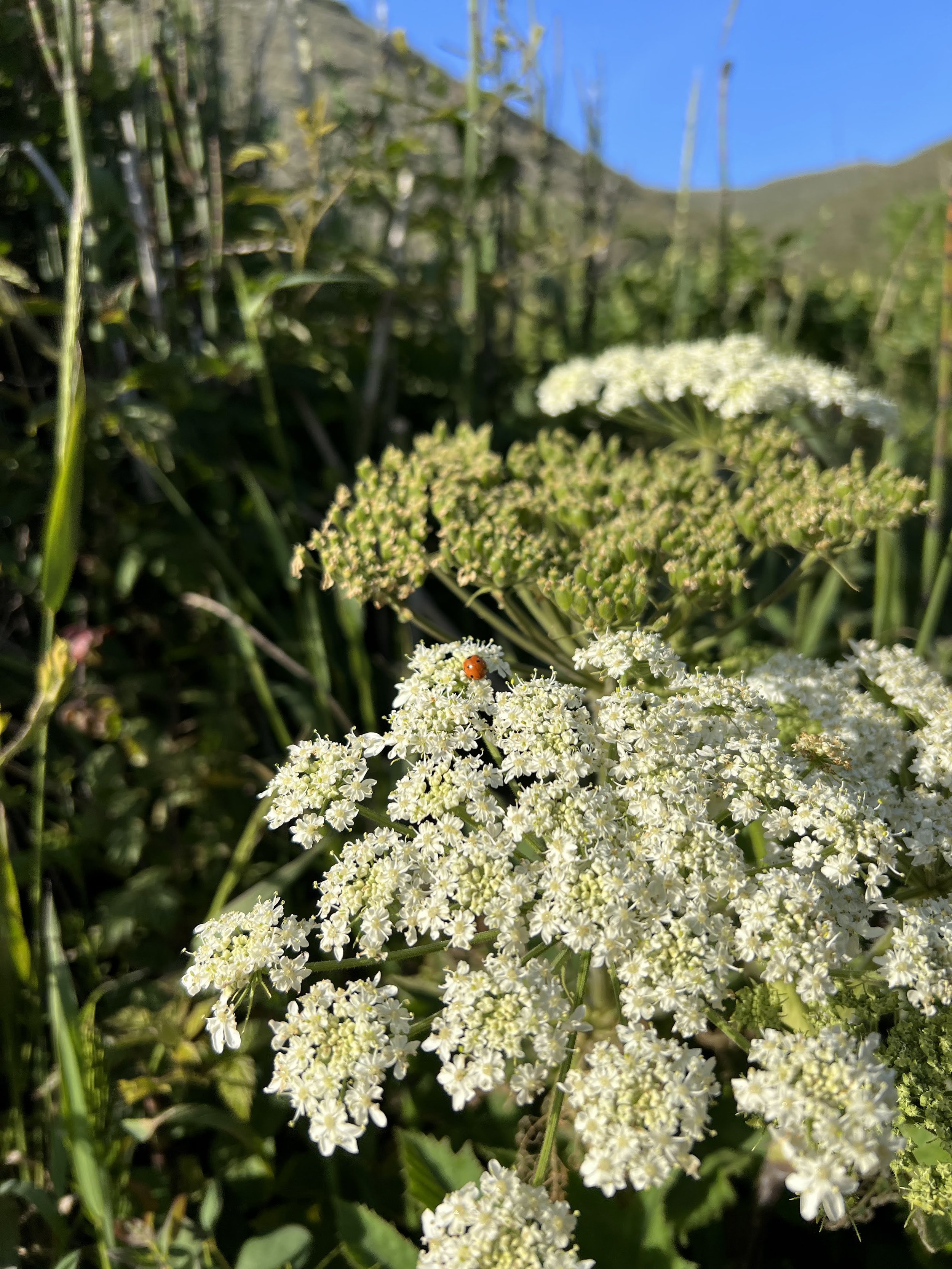Close-up of white flower clusters with a ladybug on one of the flowers, set against green foliage and a blue sky.
