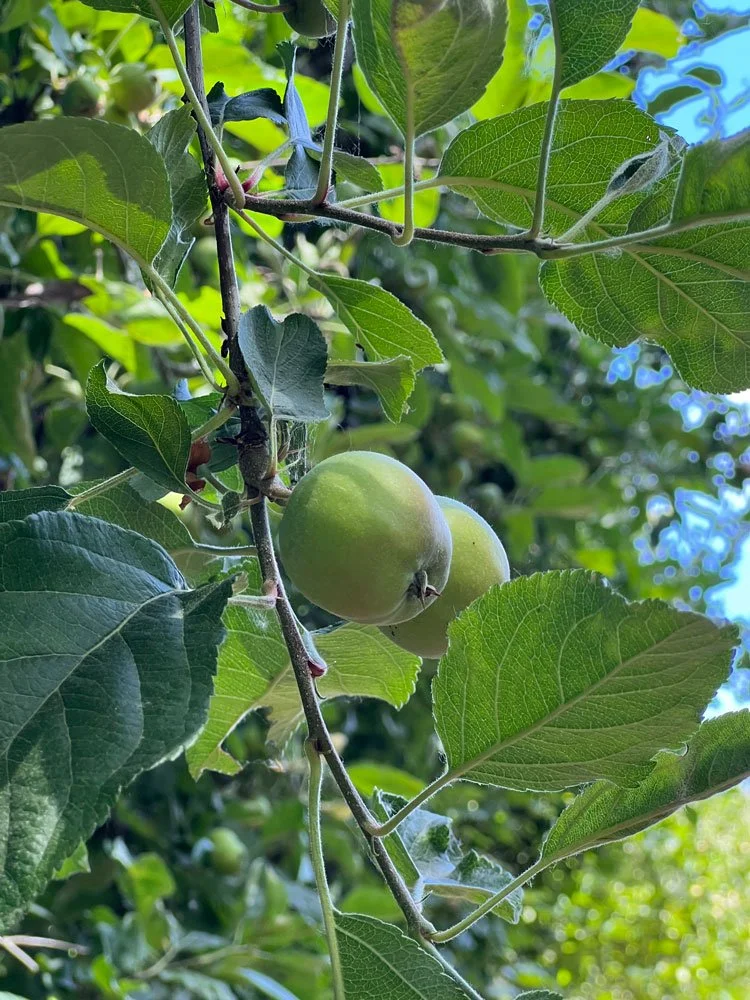 apple-tree-small.jpg